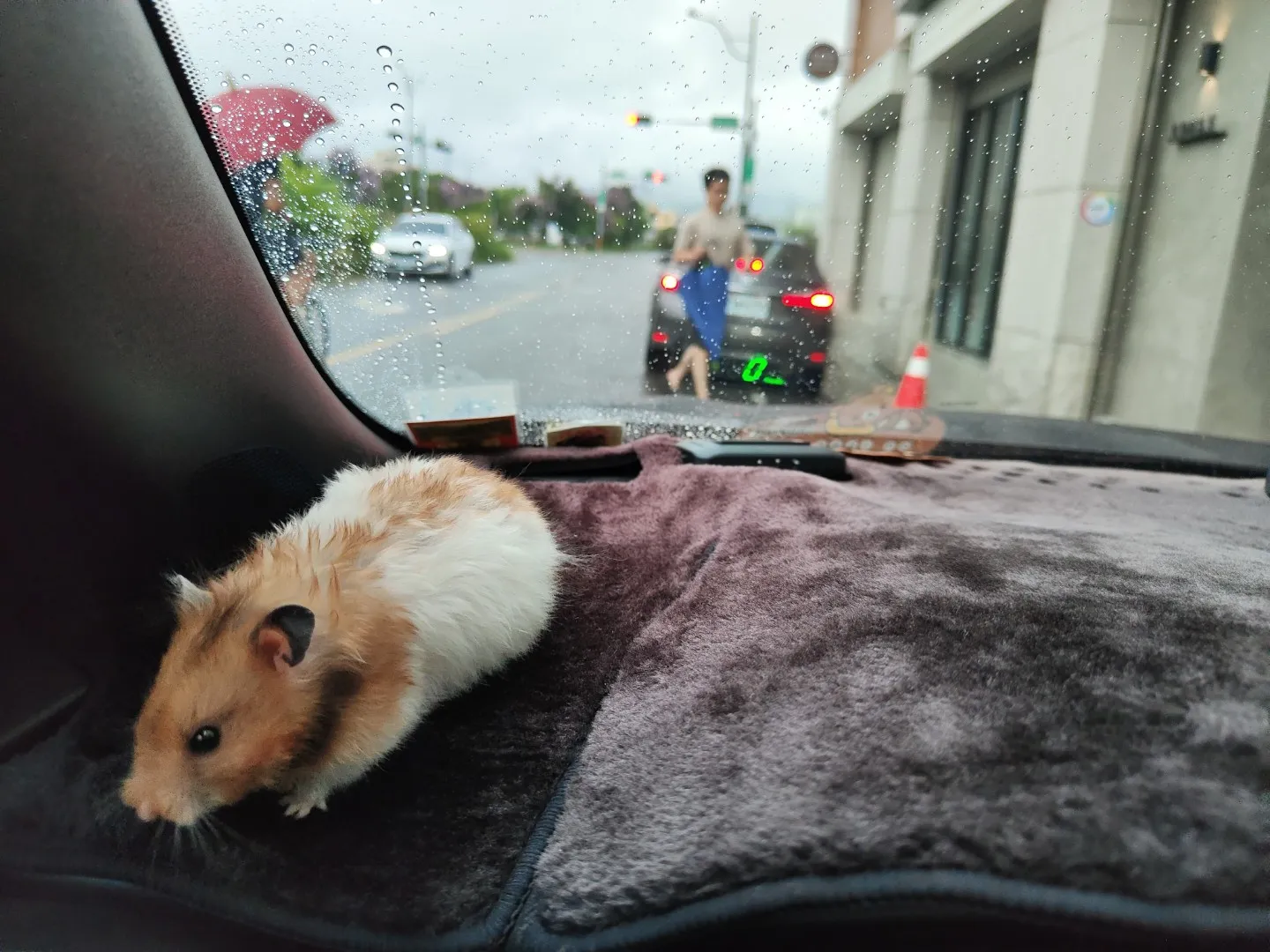 叢林特殊寵物專科醫院