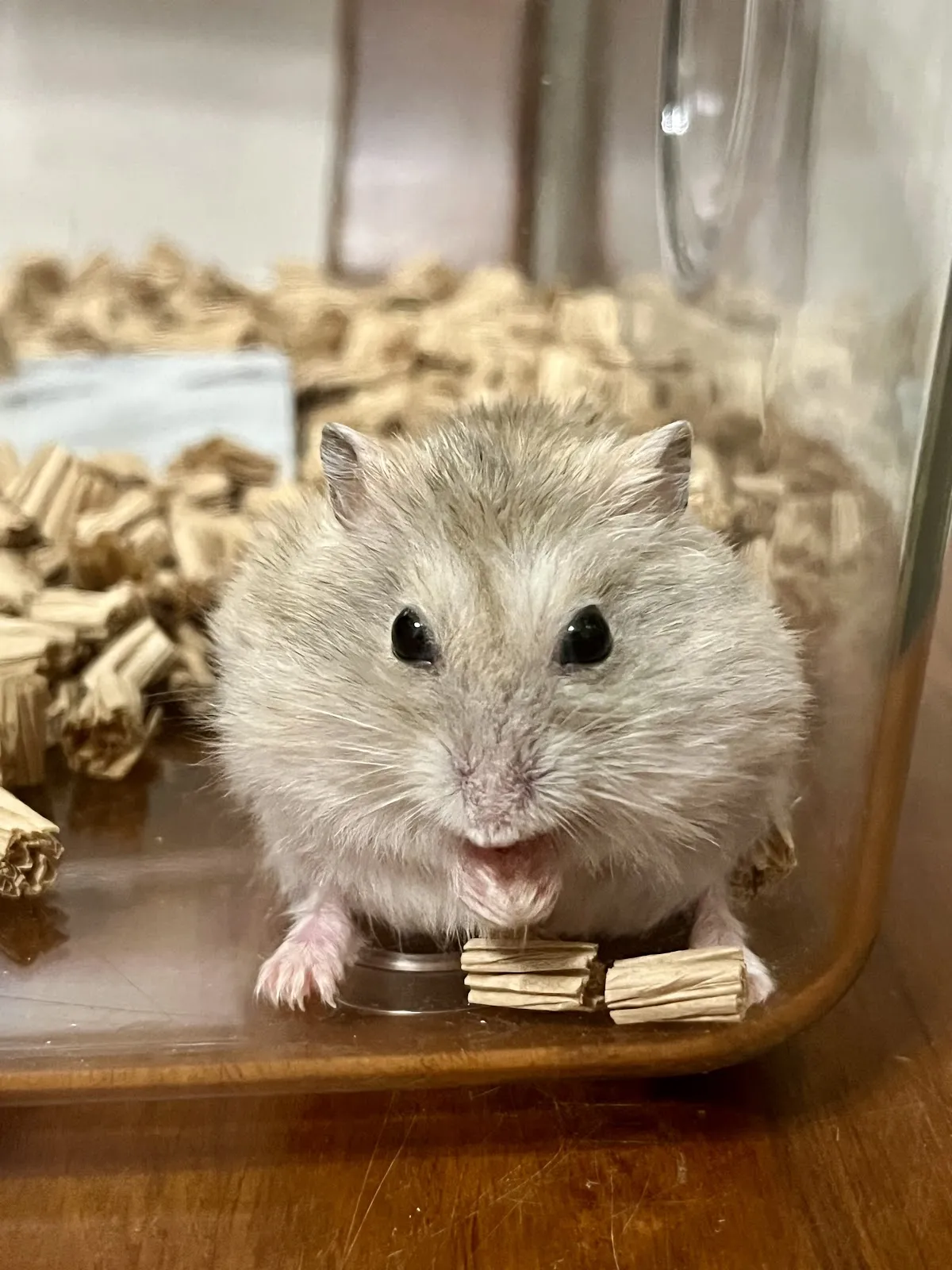 叢林特殊寵物專科醫院