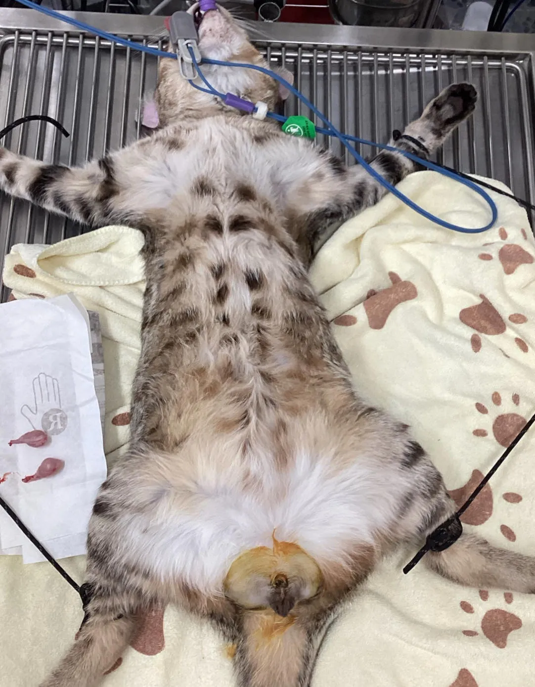 歐貝急診動物醫院