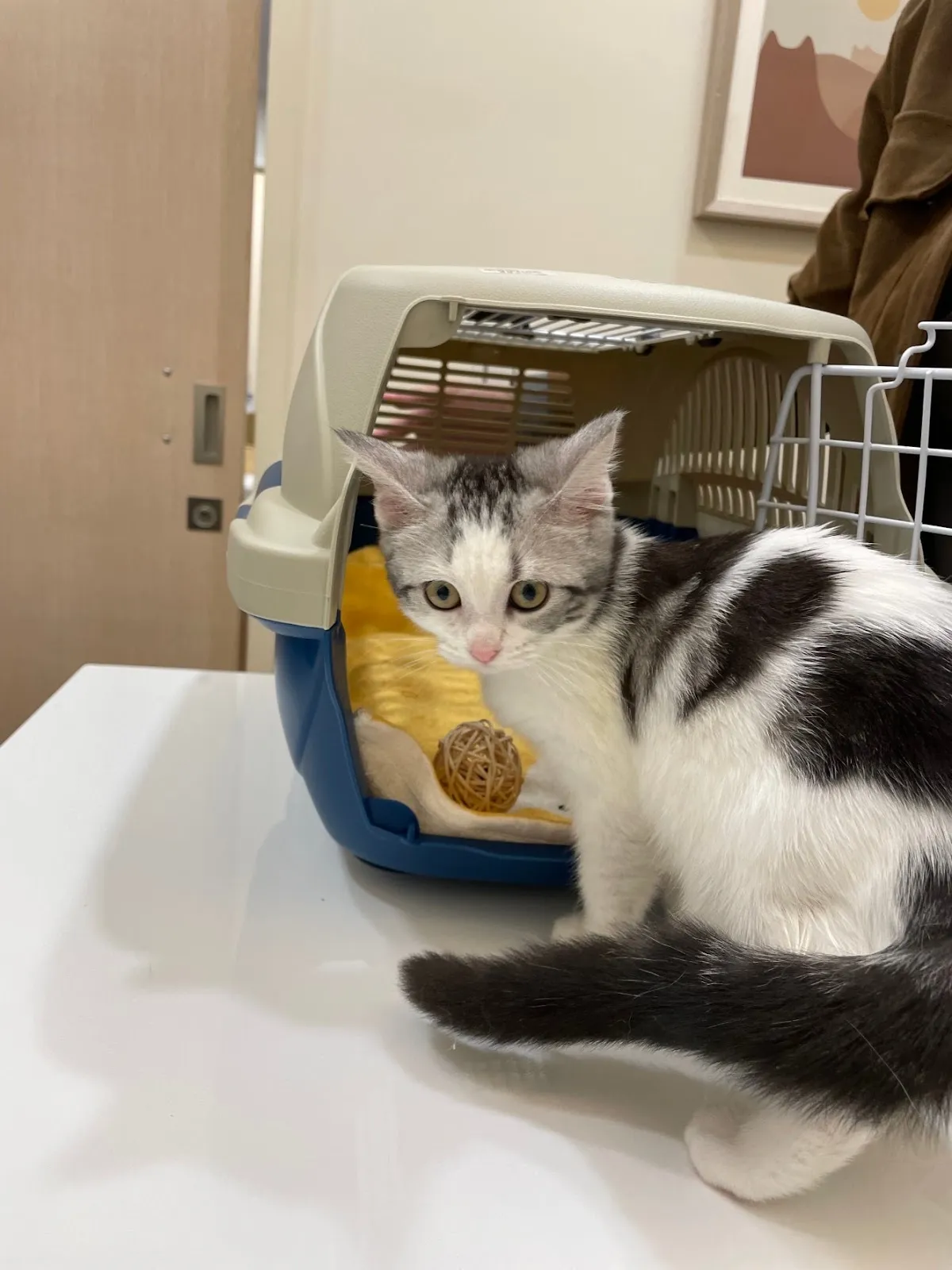 艾美動物醫院台北總院