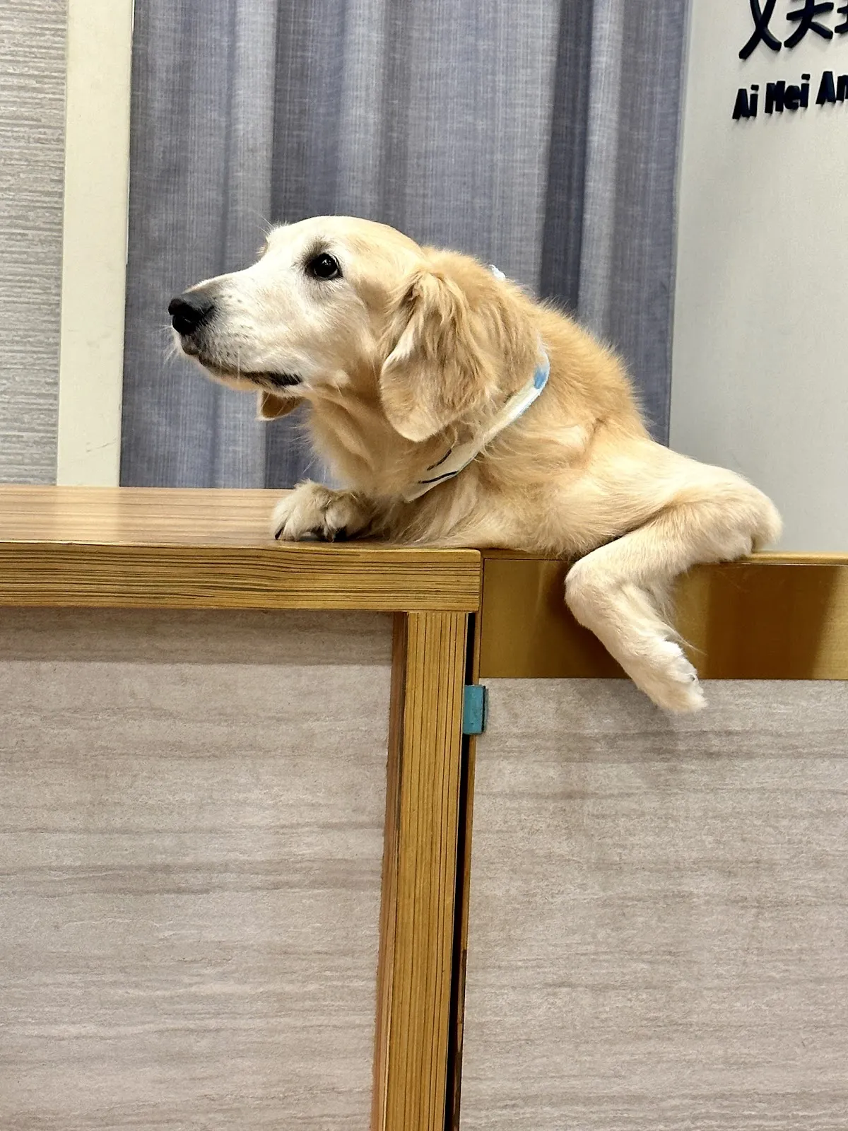 艾美動物醫院台北總院