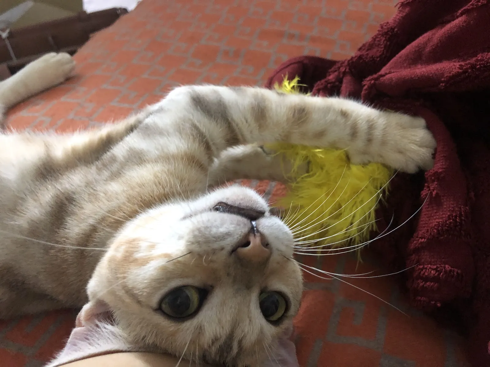 喵屋貓咪專科醫院