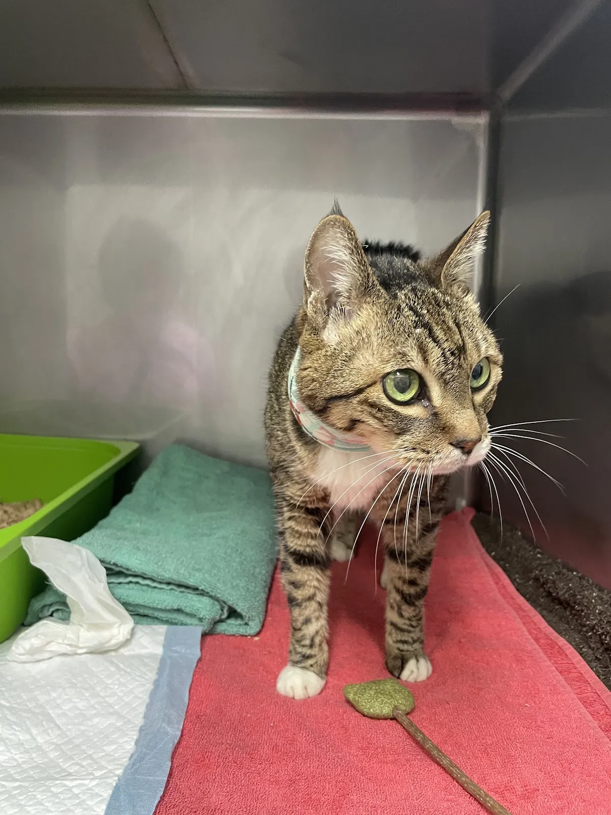 喵屋貓咪專科醫院