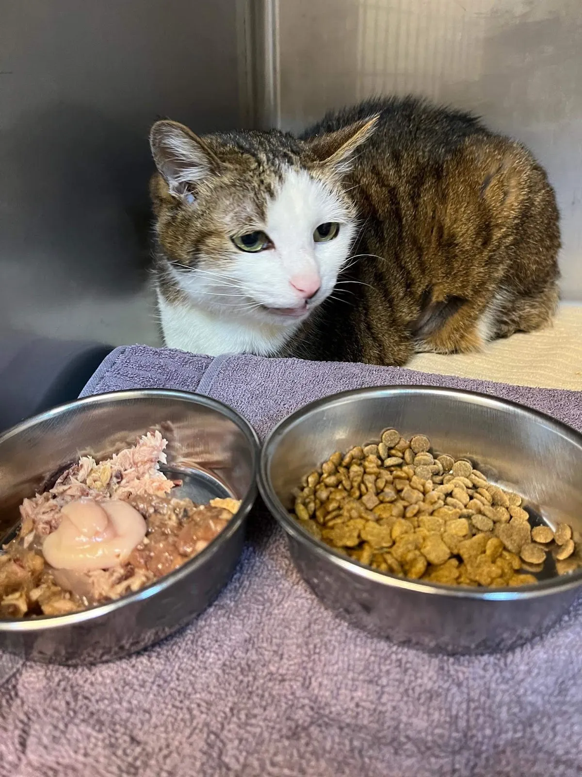 喵屋貓咪專科醫院