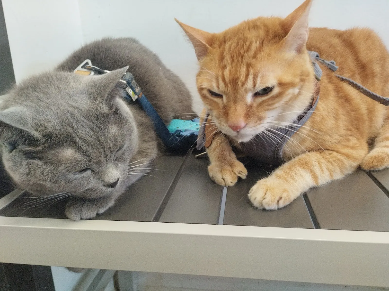 台大稚沅動物醫院