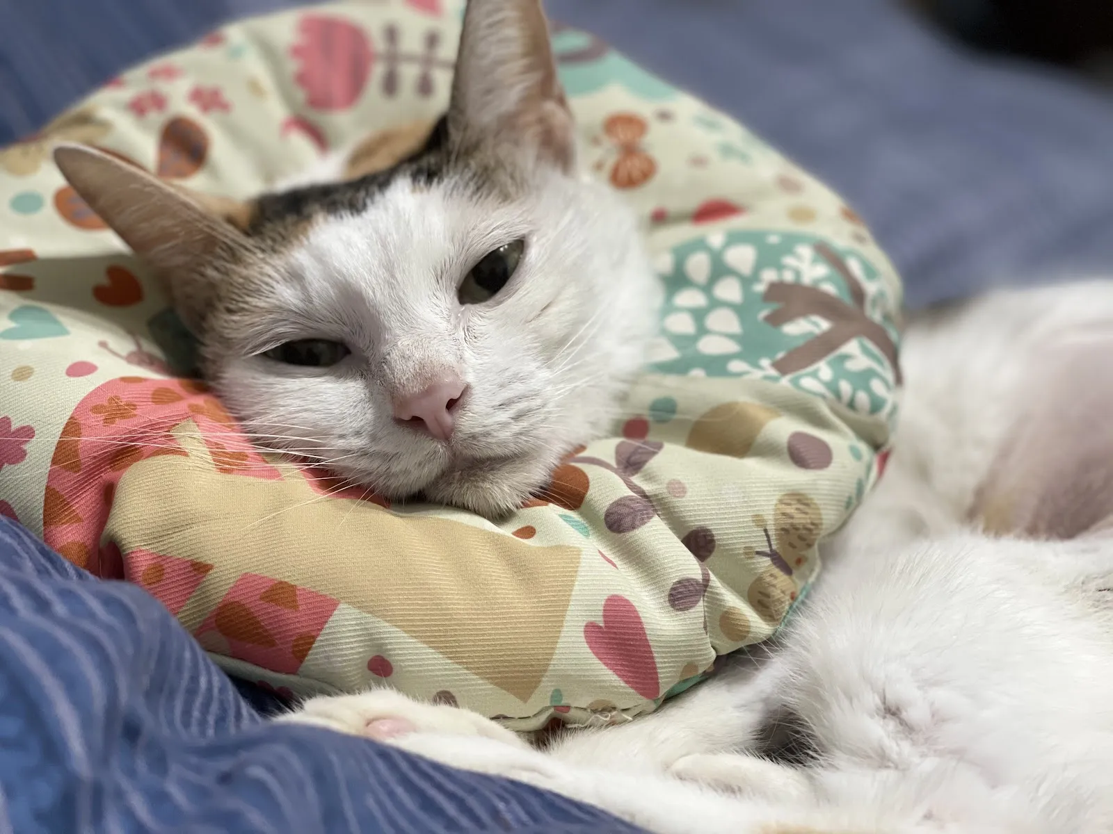 台大稚沅動物醫院