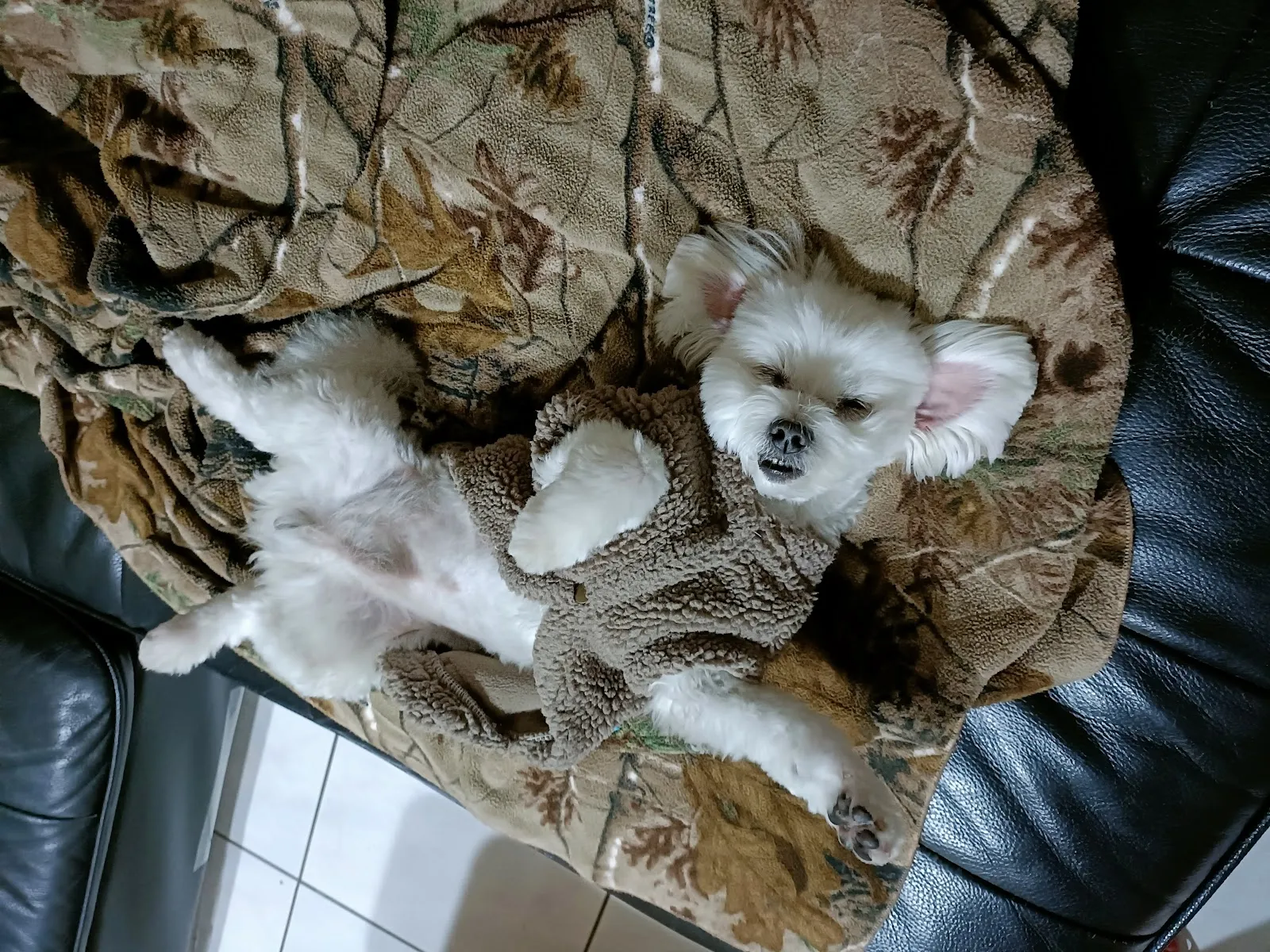 台大稚沅動物醫院