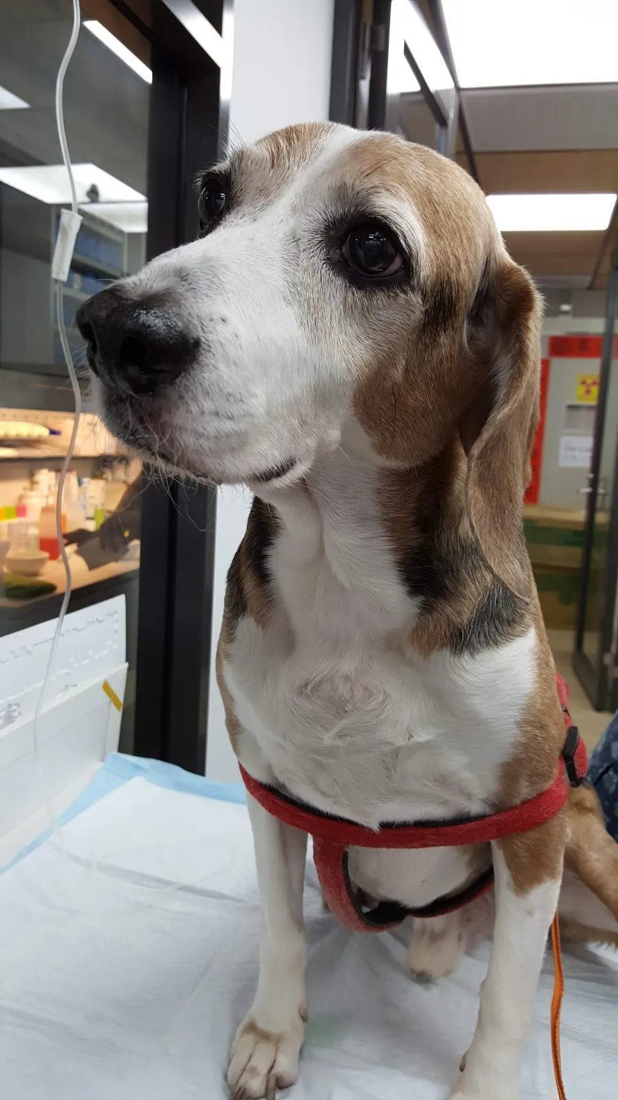 台大稚沅動物醫院