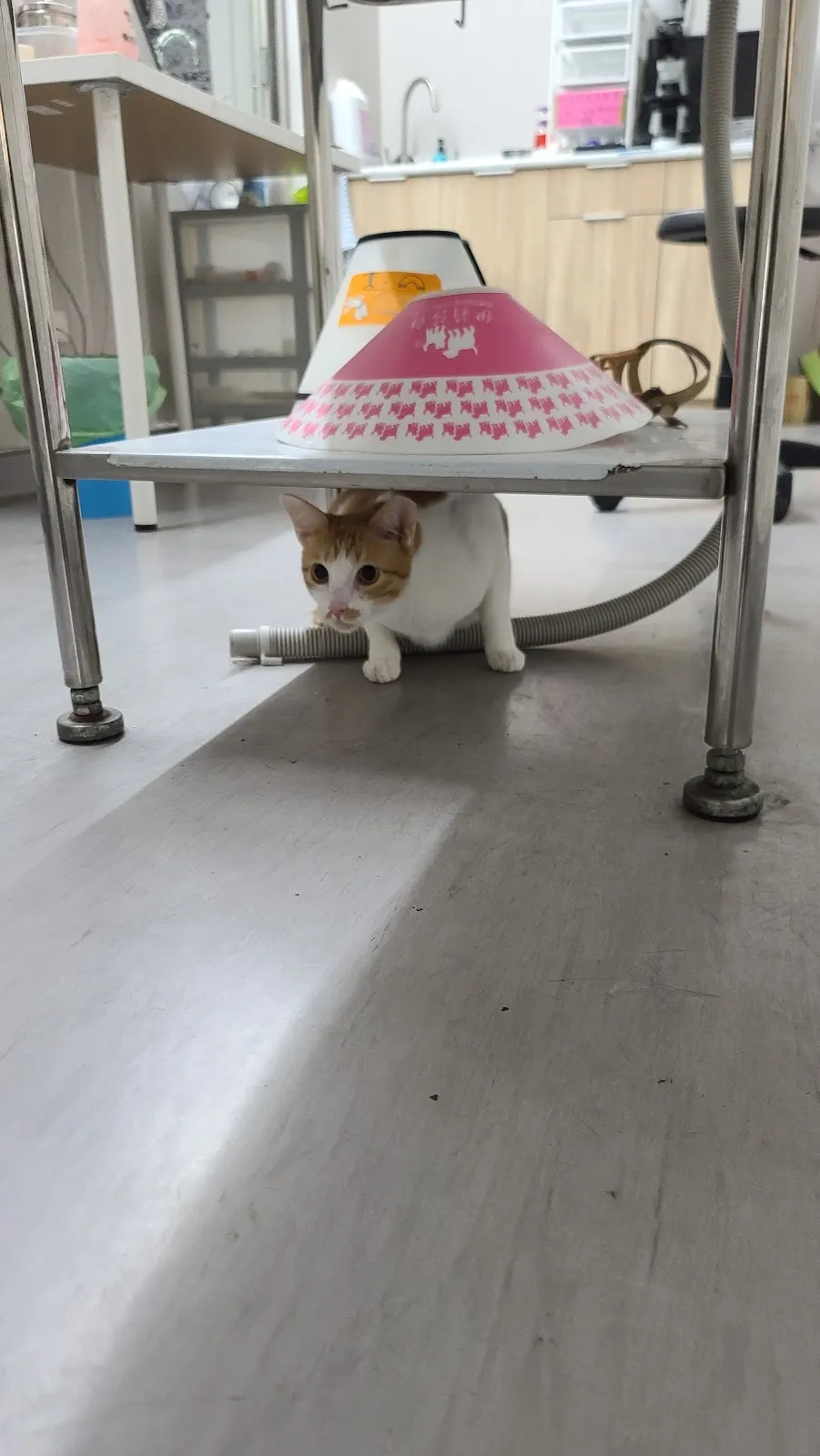 宅宅犬貓行動獸醫院