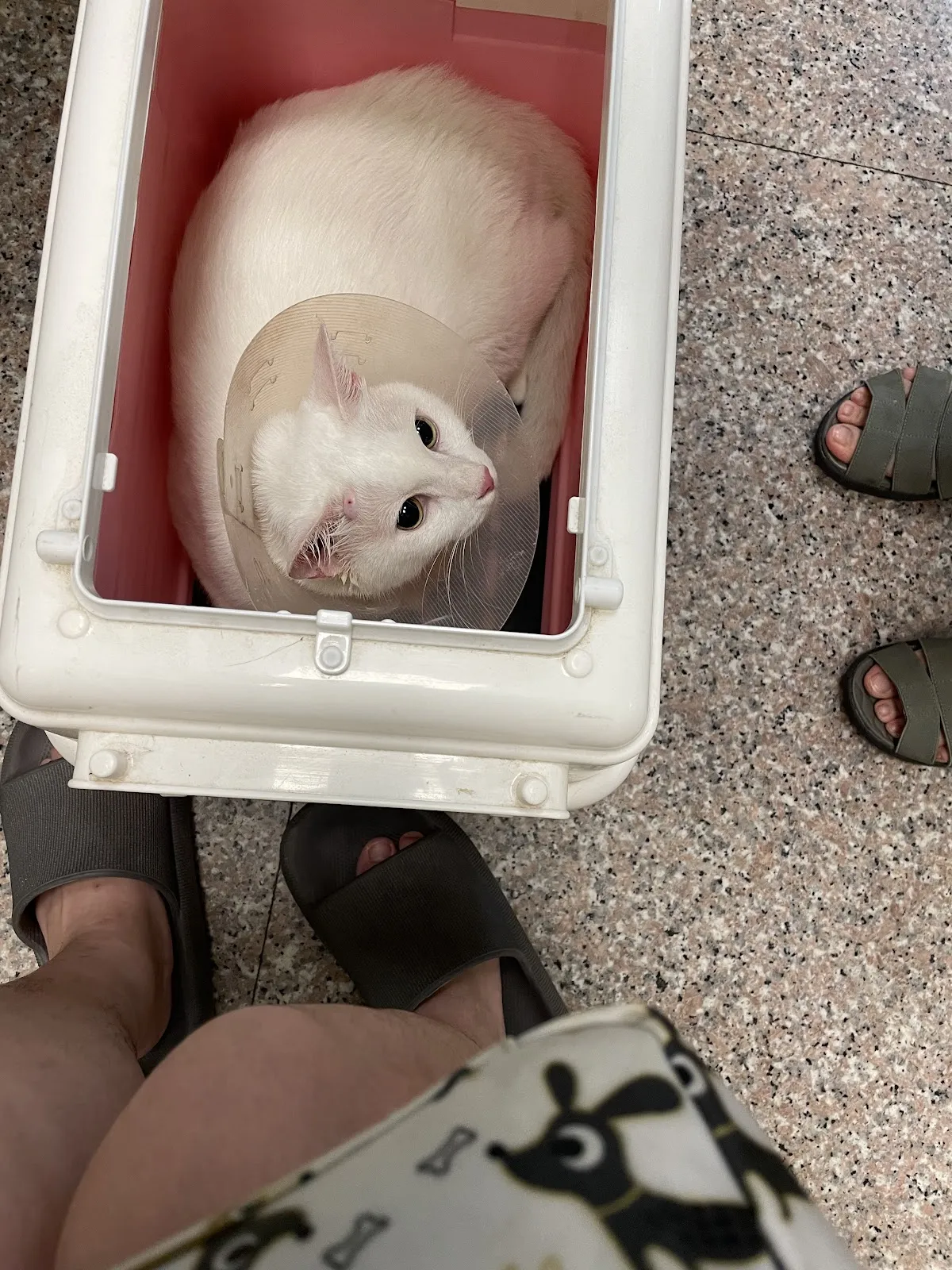 普羅旺斯動物醫院