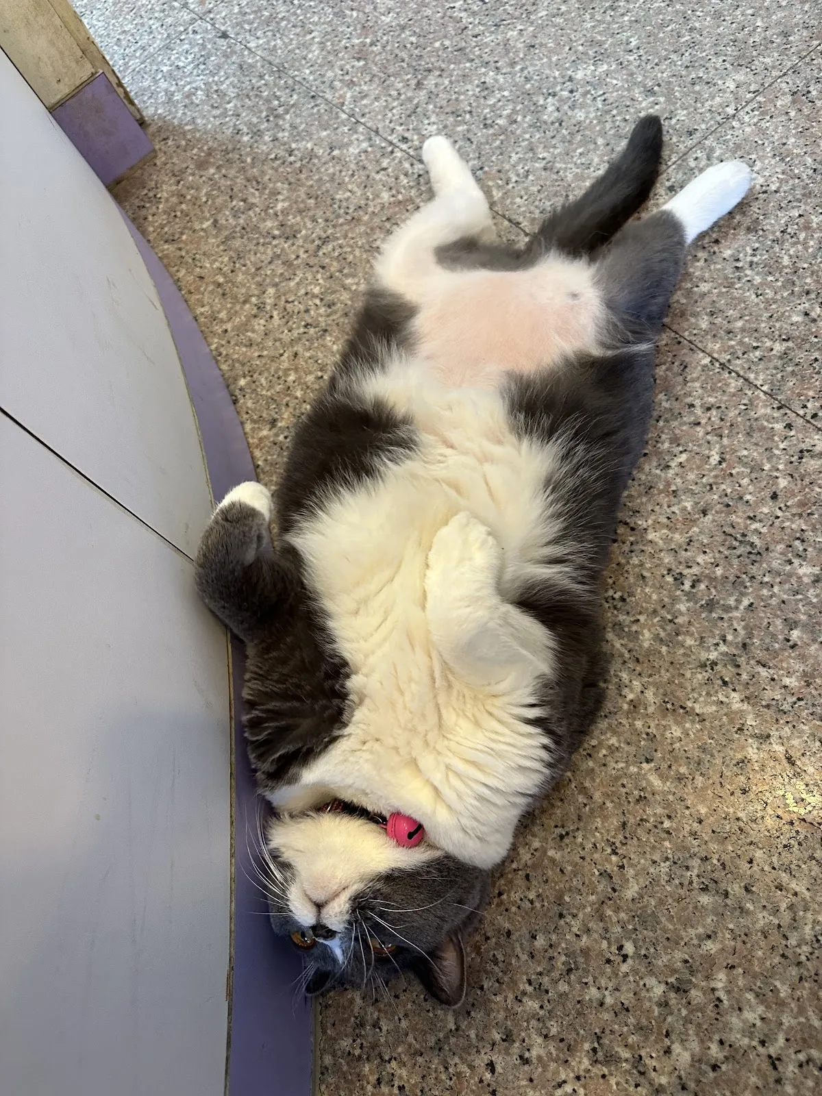 普羅旺斯動物醫院