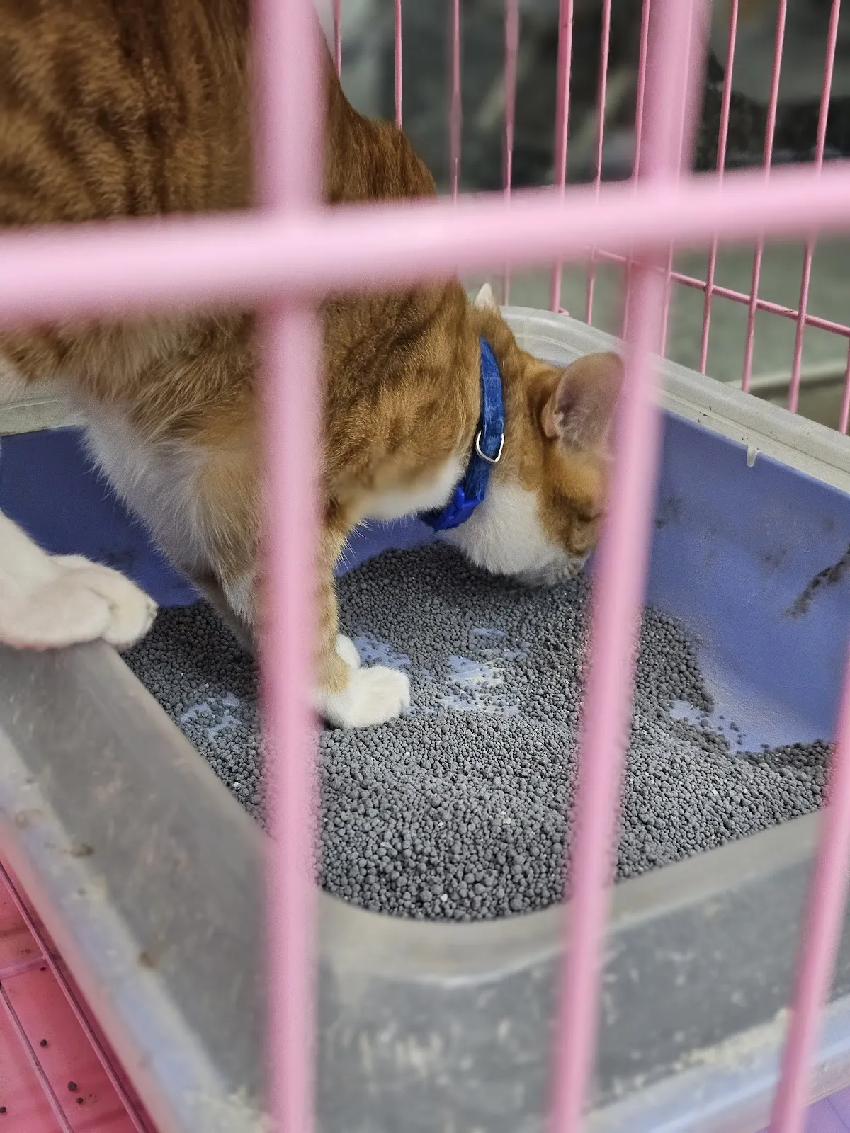 全民動物醫院北投分院