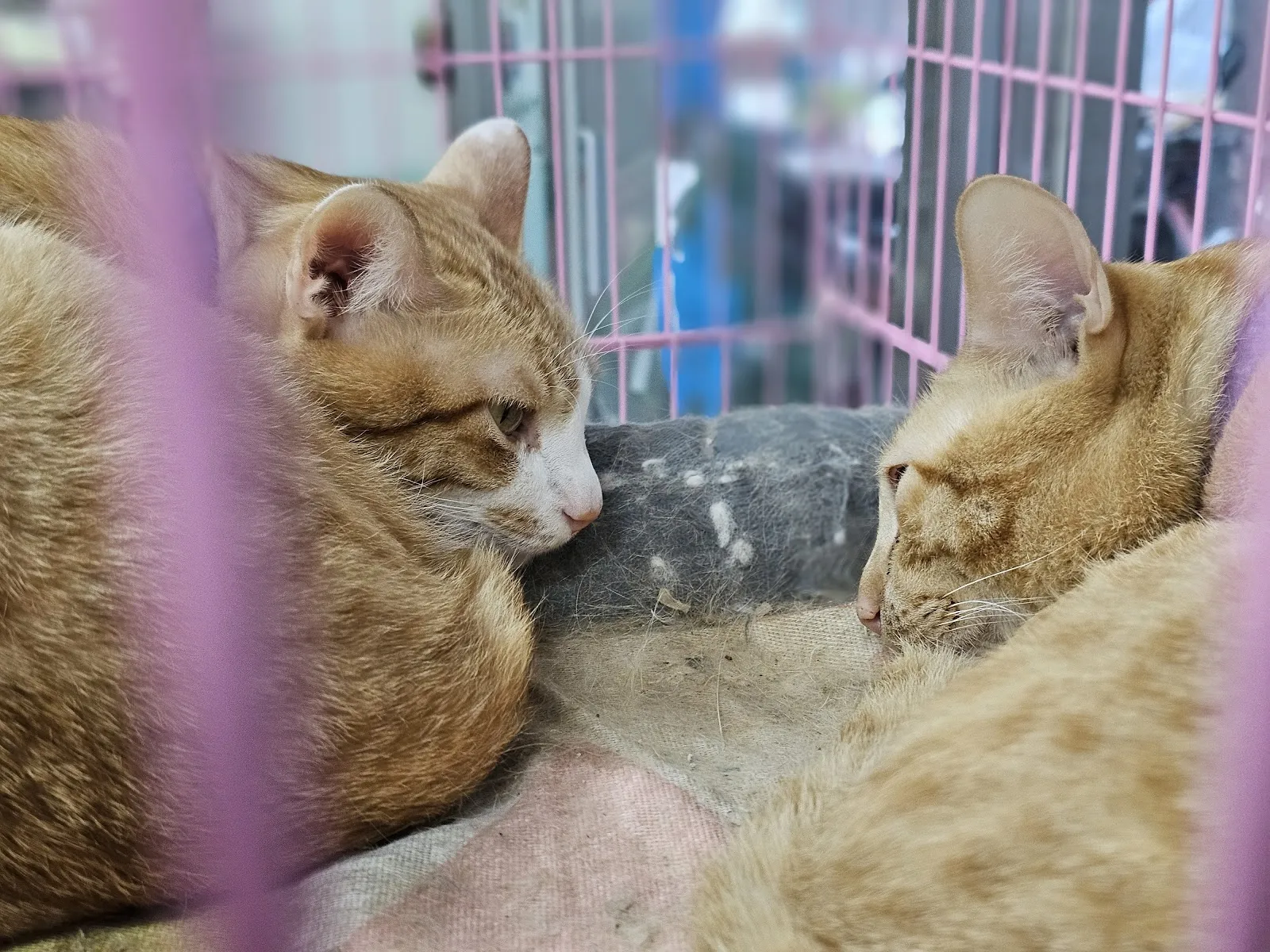 全民動物醫院北投分院