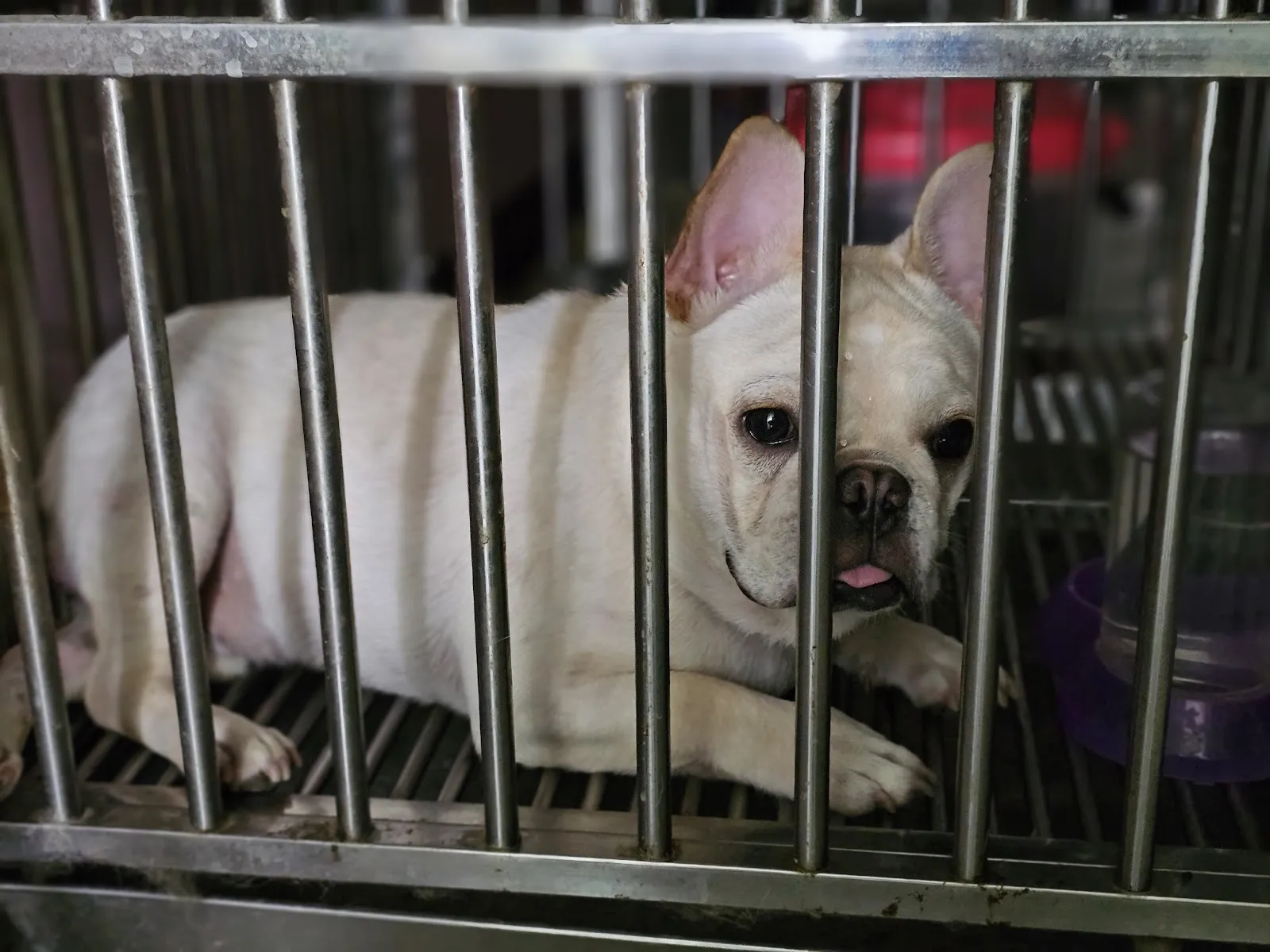 全民動物醫院北投分院