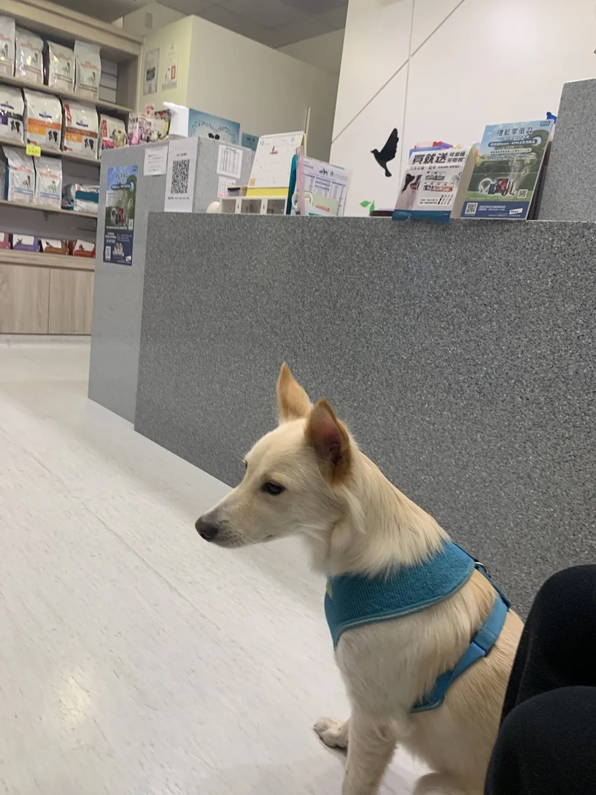 牧羊人動物醫院