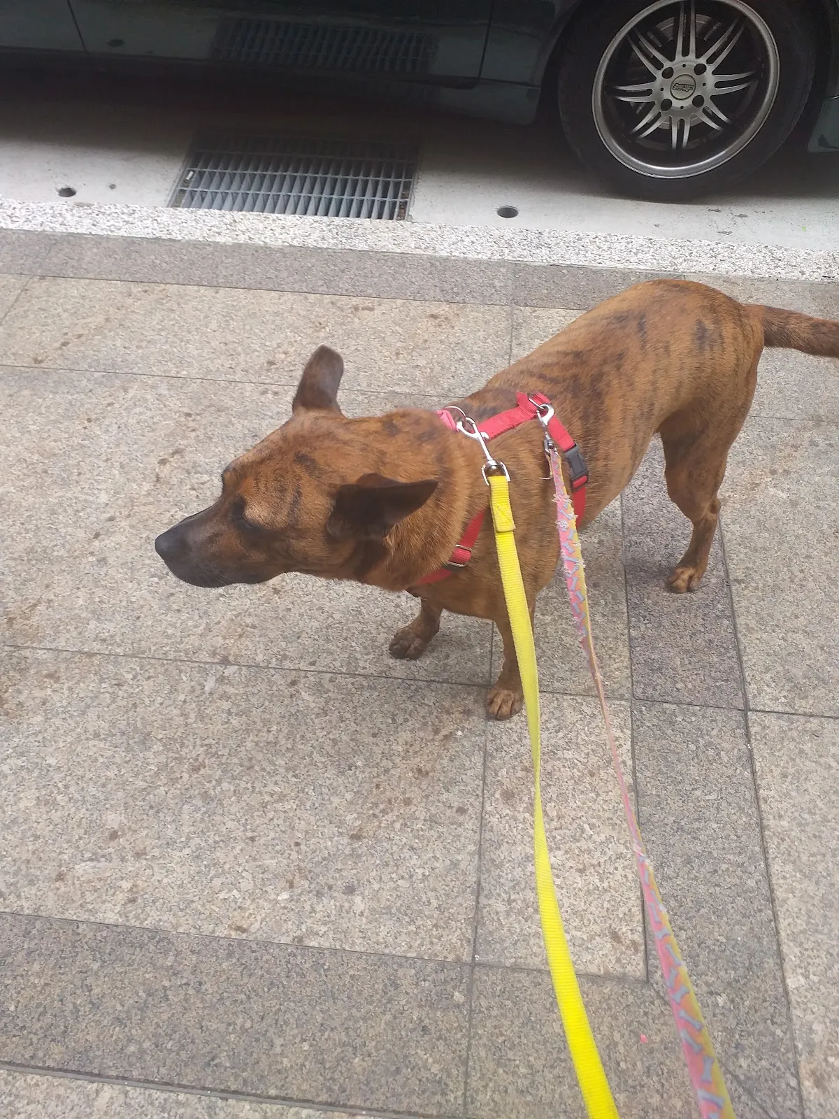 牧羊人動物醫院