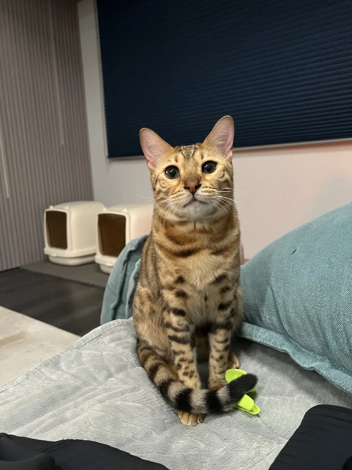 牧羊人動物醫院