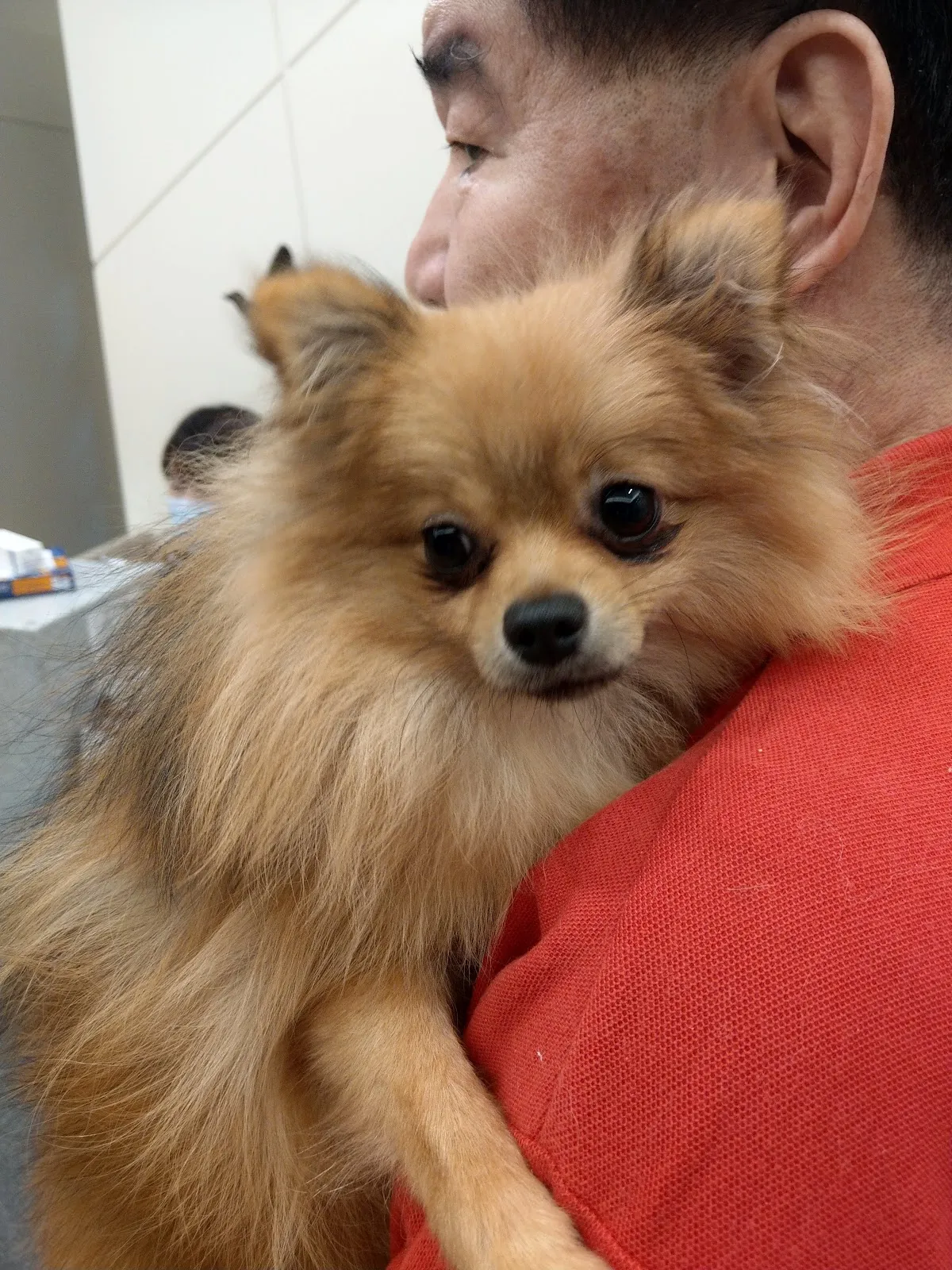 牧羊人動物醫院