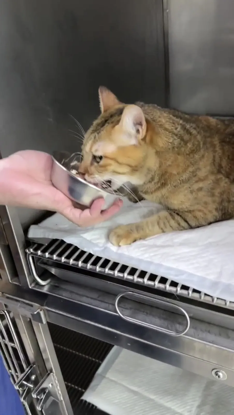 牧羊人動物醫院