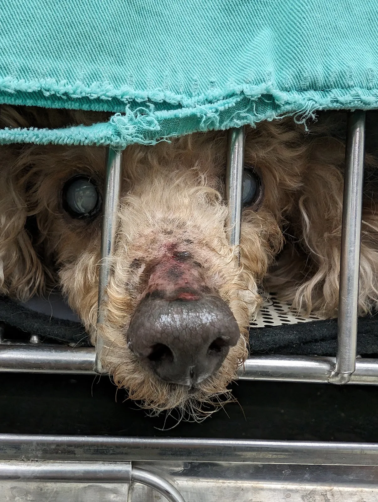 鶯歌奇緣動物醫院