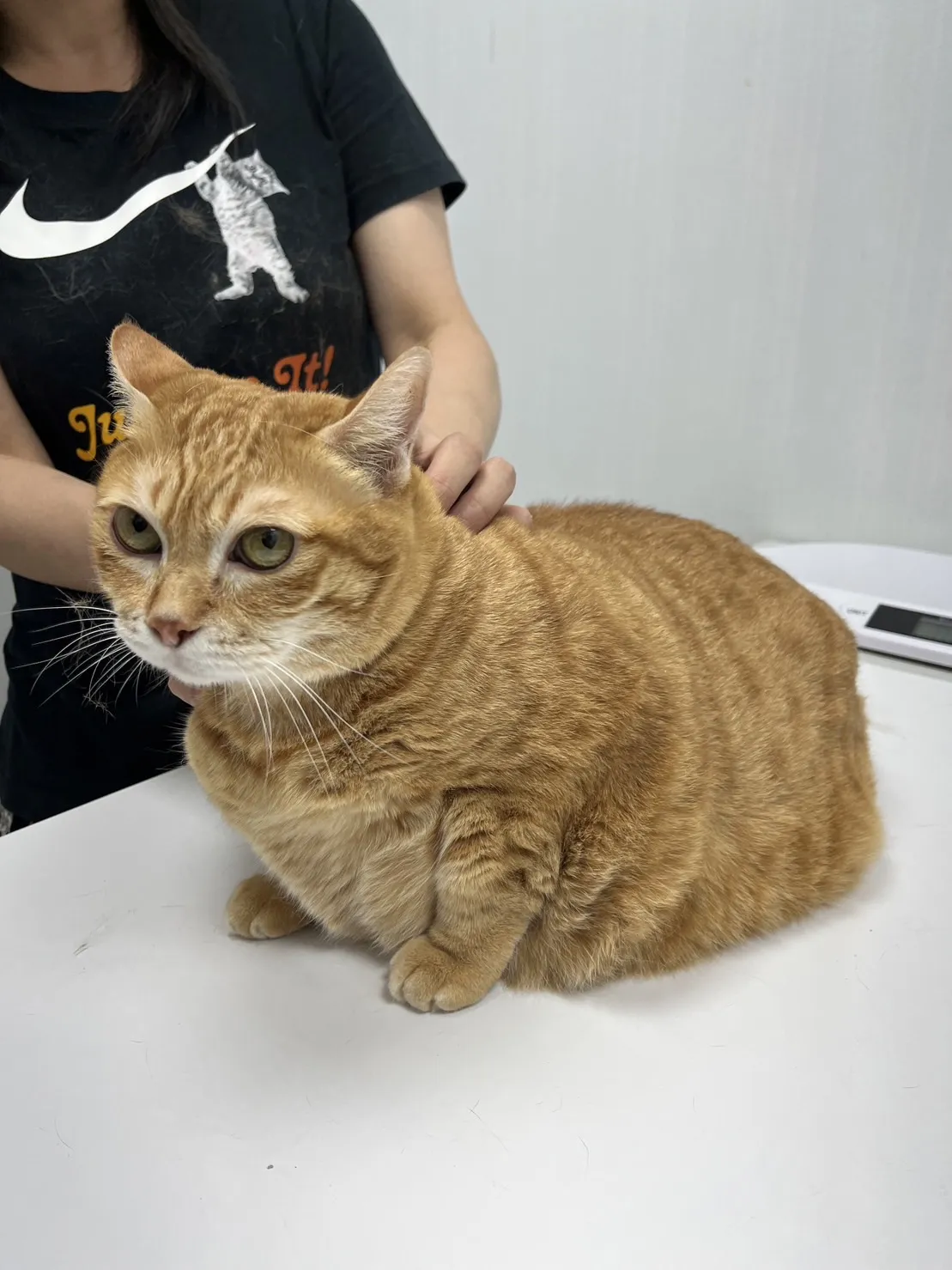 鶯歌奇緣動物醫院