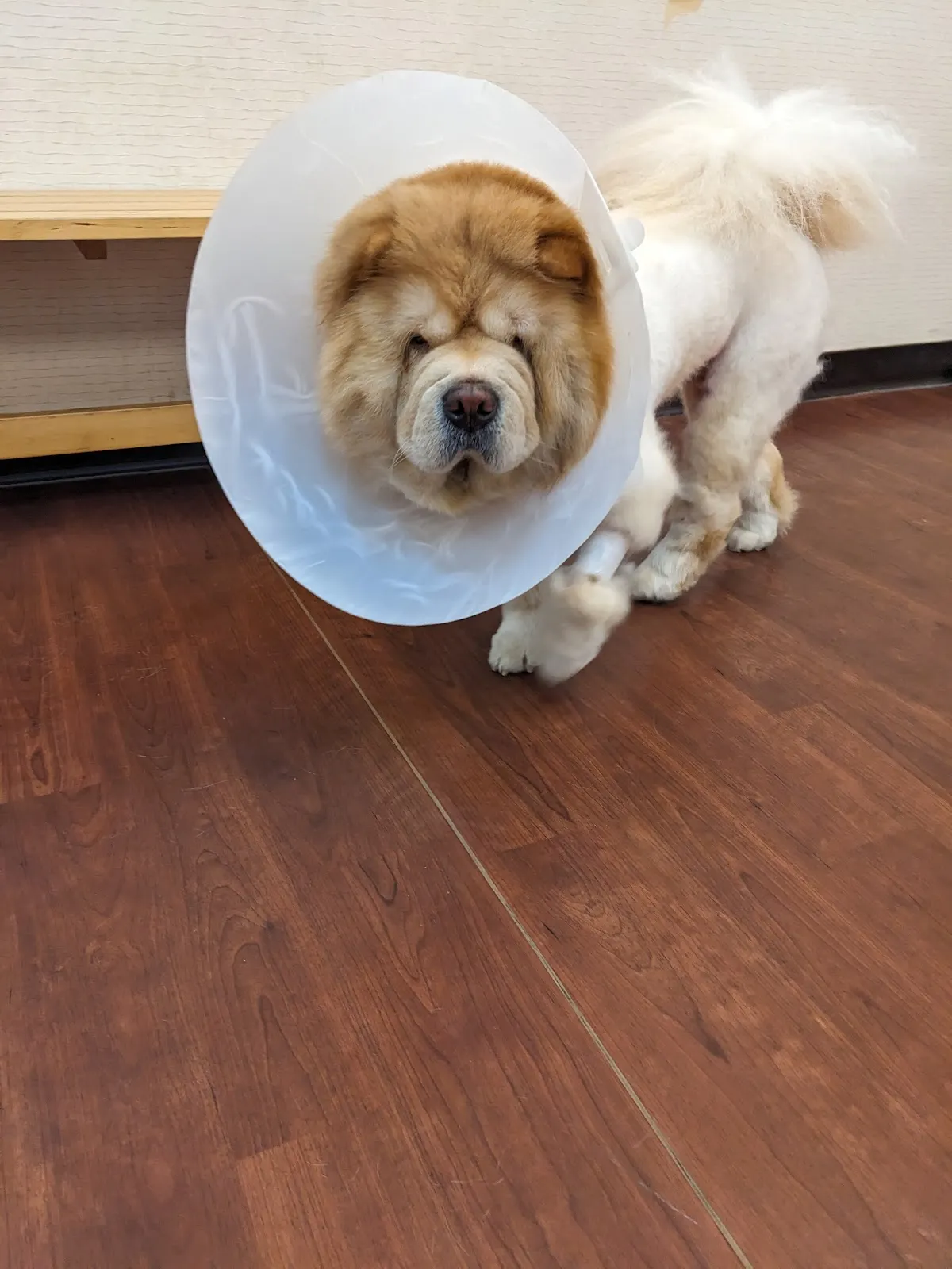 鶯歌奇緣動物醫院