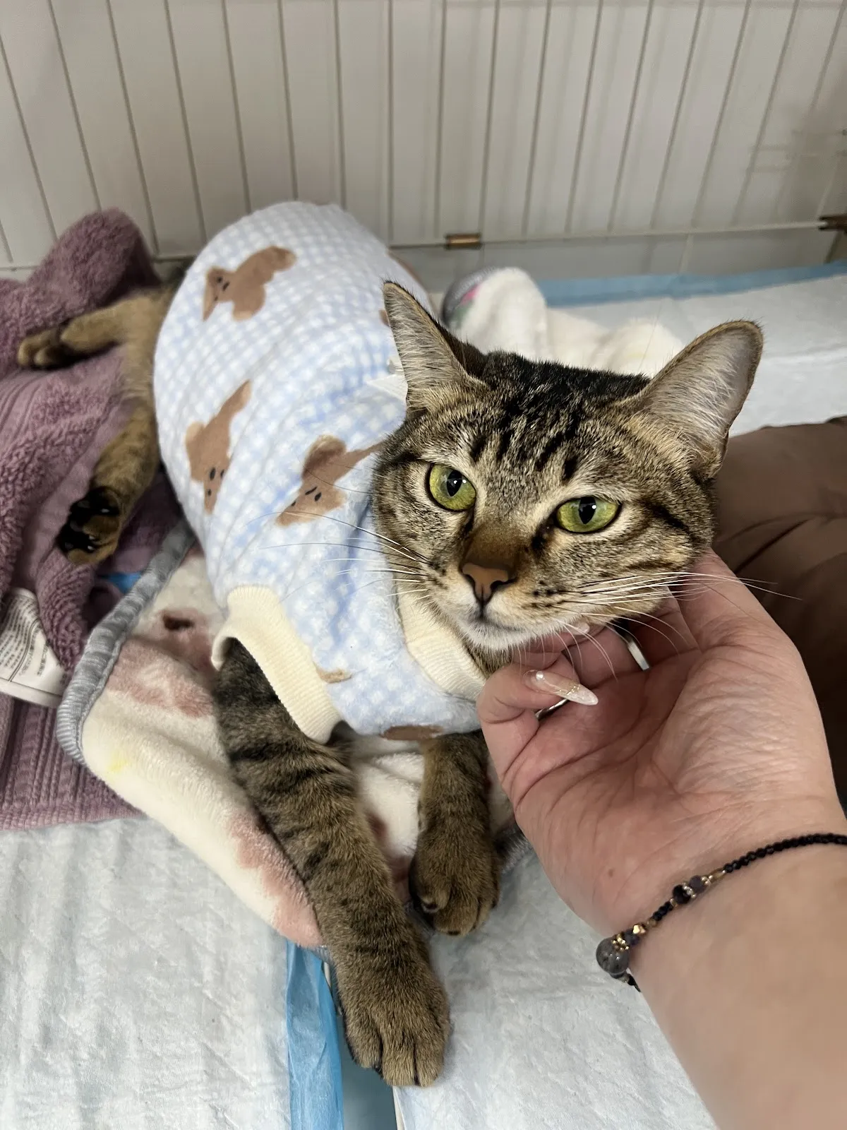 星羽動物醫院三民院