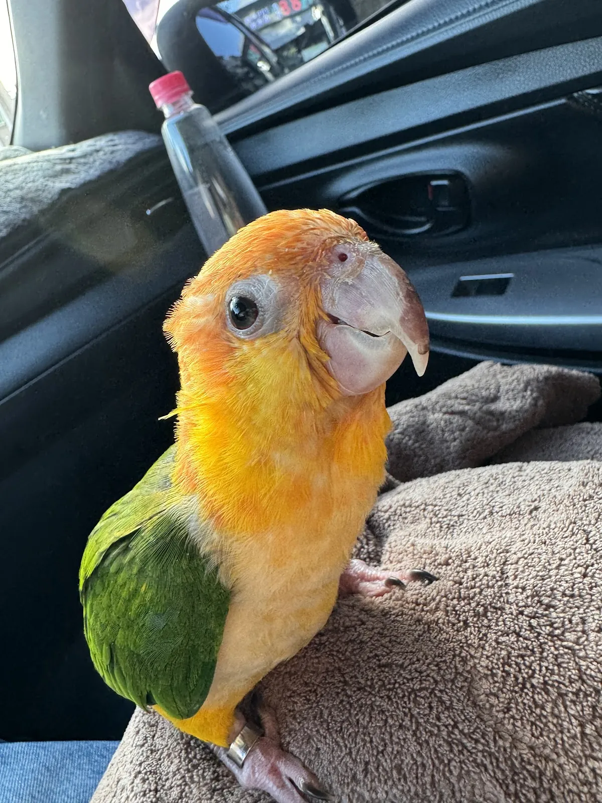 星羽動物醫院三民院