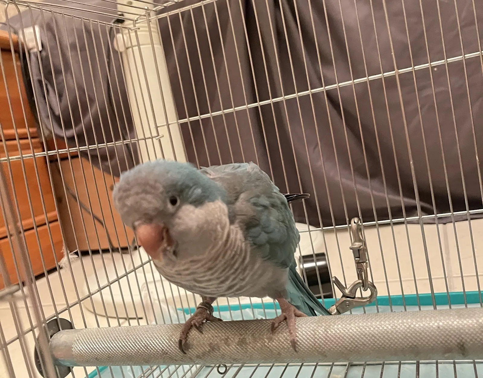 星羽動物醫院三民院