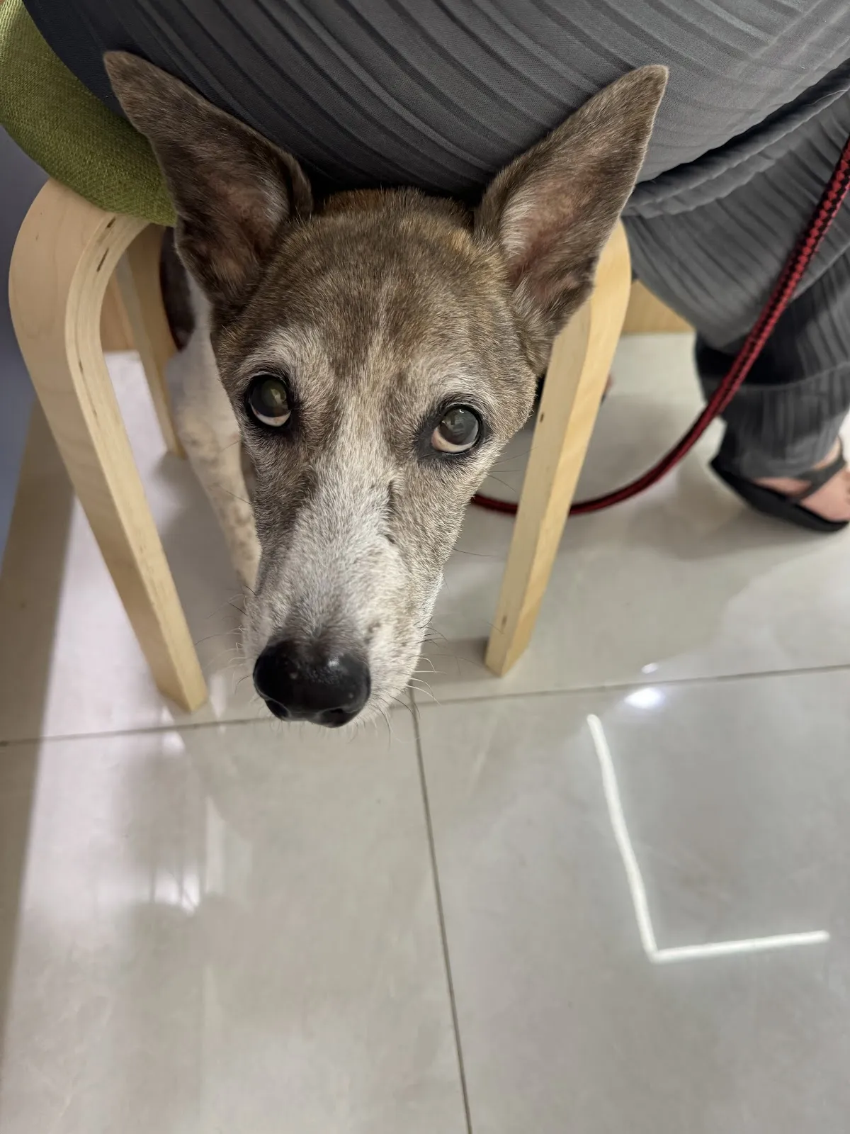 星羽動物醫院三民院