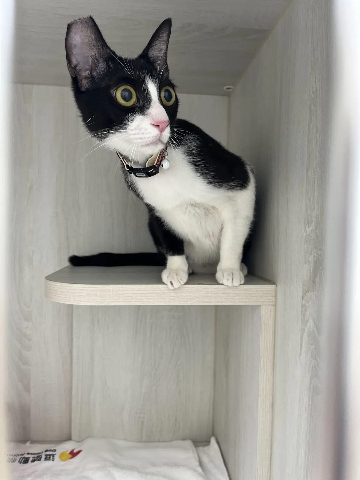 逗號動物醫院南崁分院