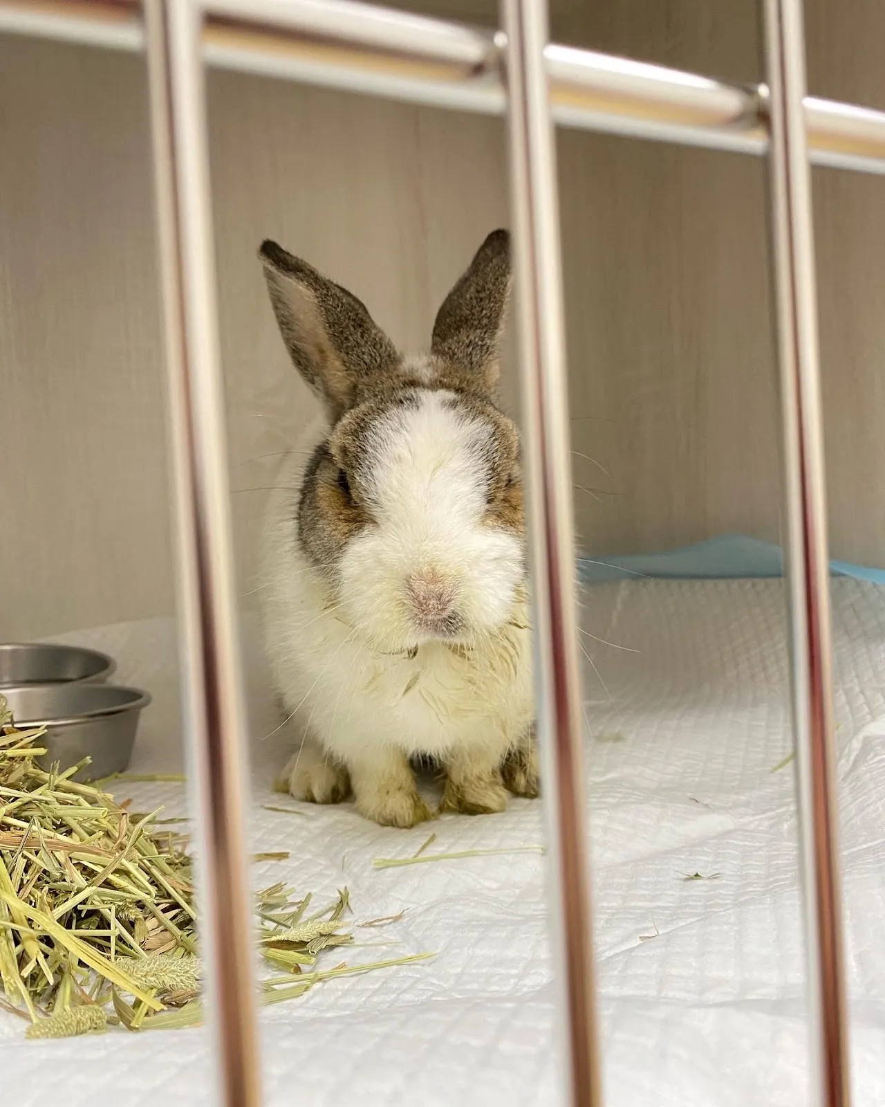 逗號動物醫院南崁分院