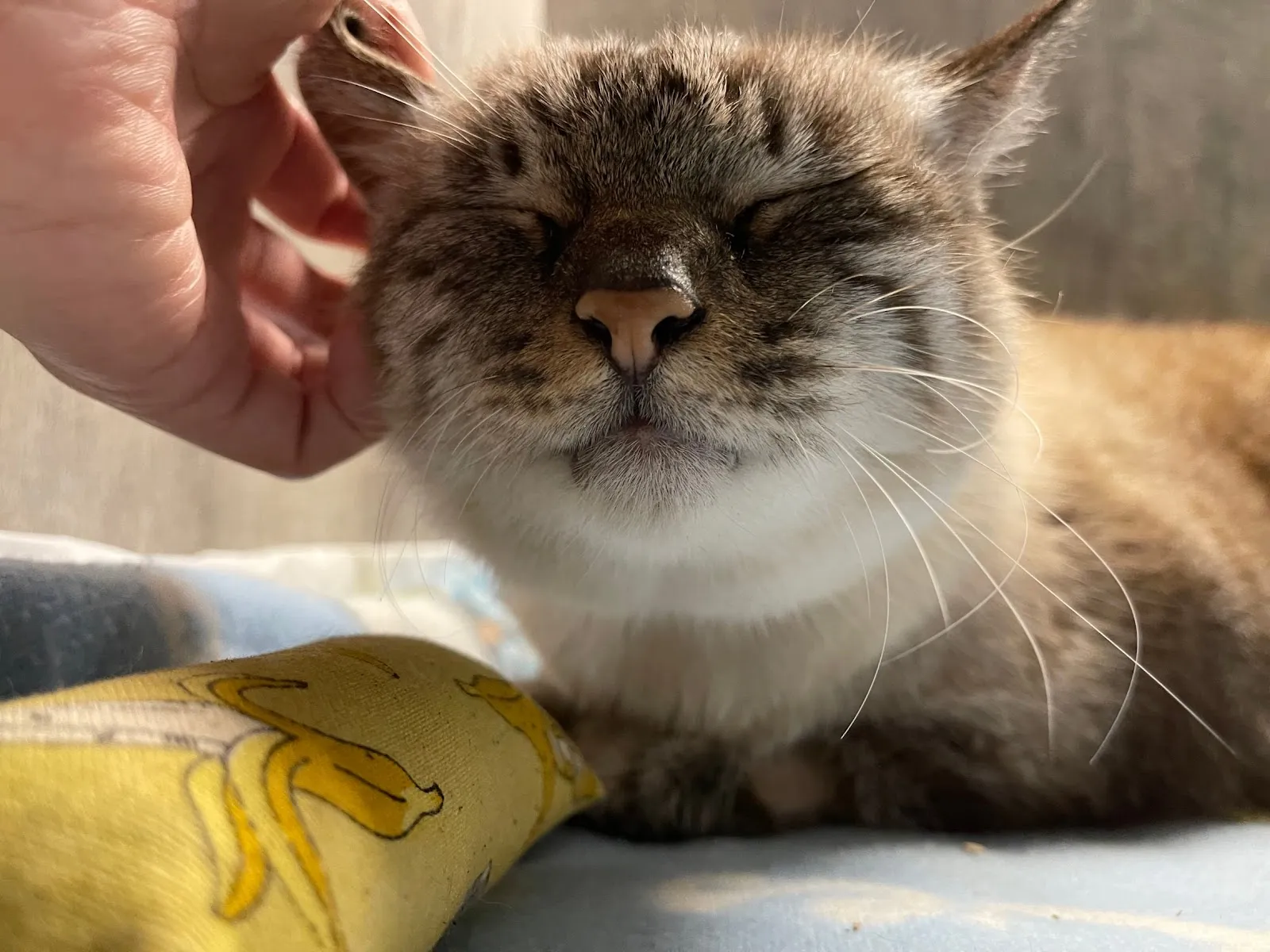 安利動物醫院