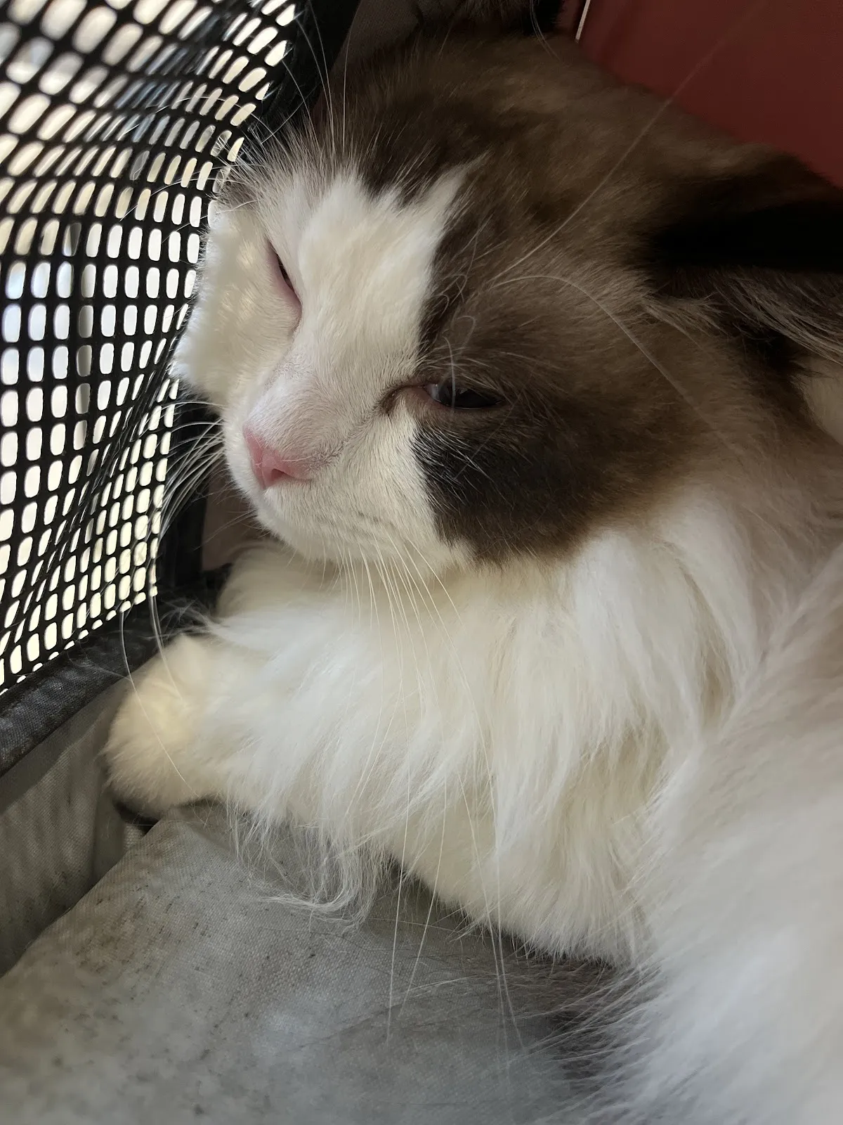 小小尾巴動物醫院