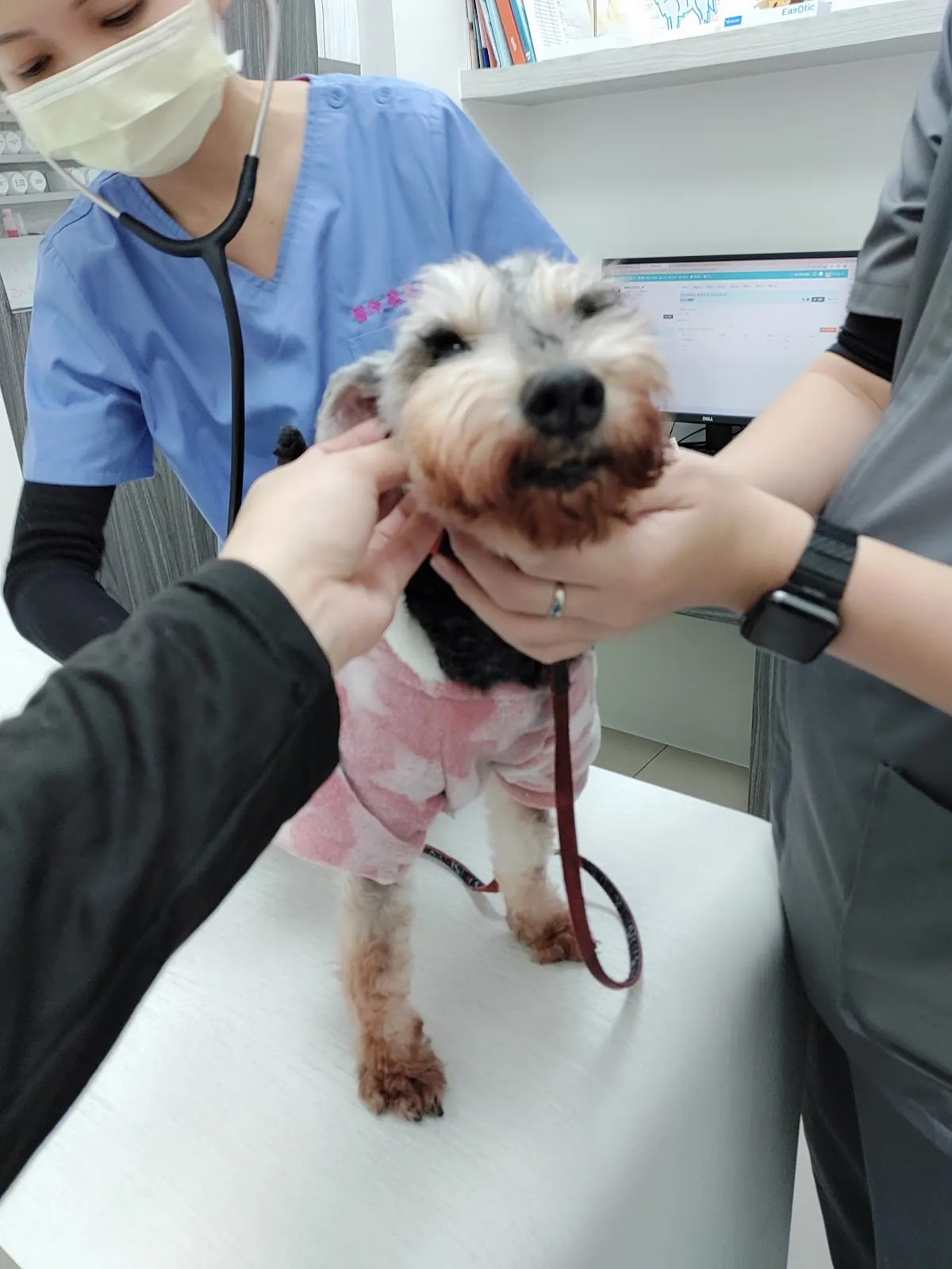 小小尾巴動物醫院