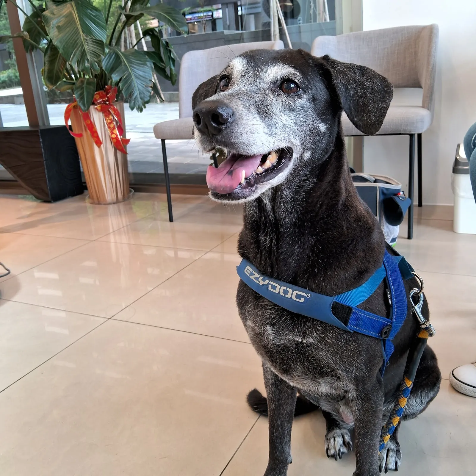 小小尾巴動物醫院