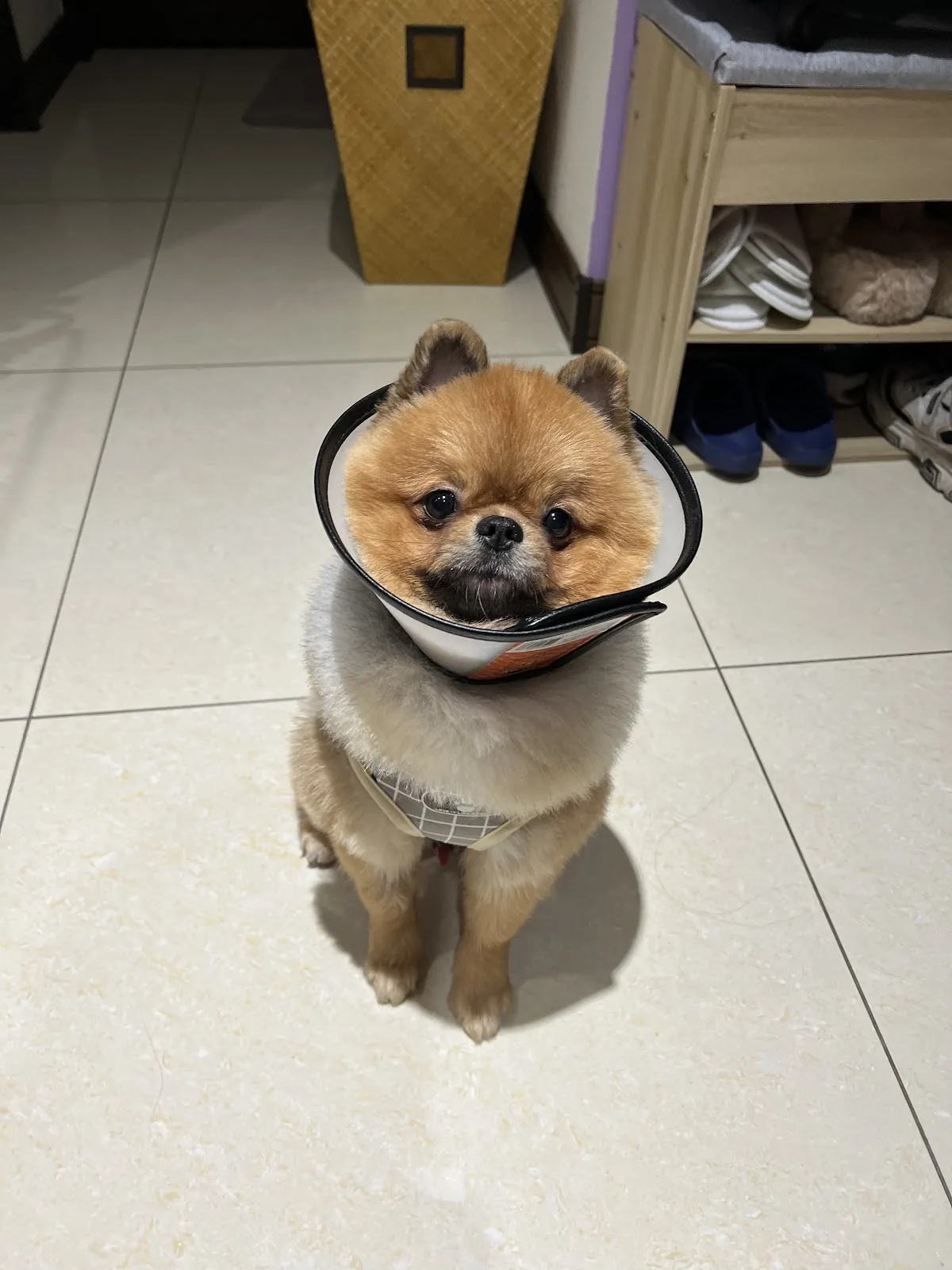 小小尾巴動物醫院