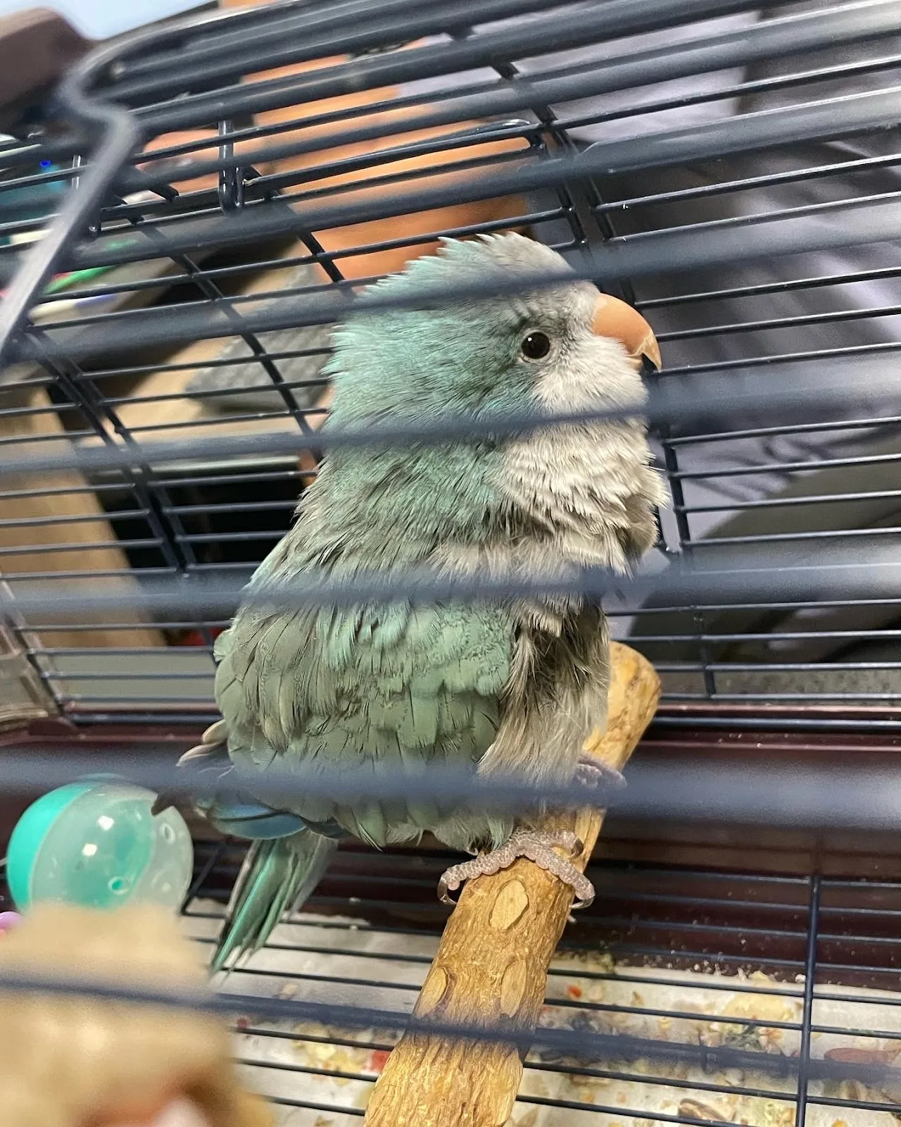 星羽動物醫院大寮分院