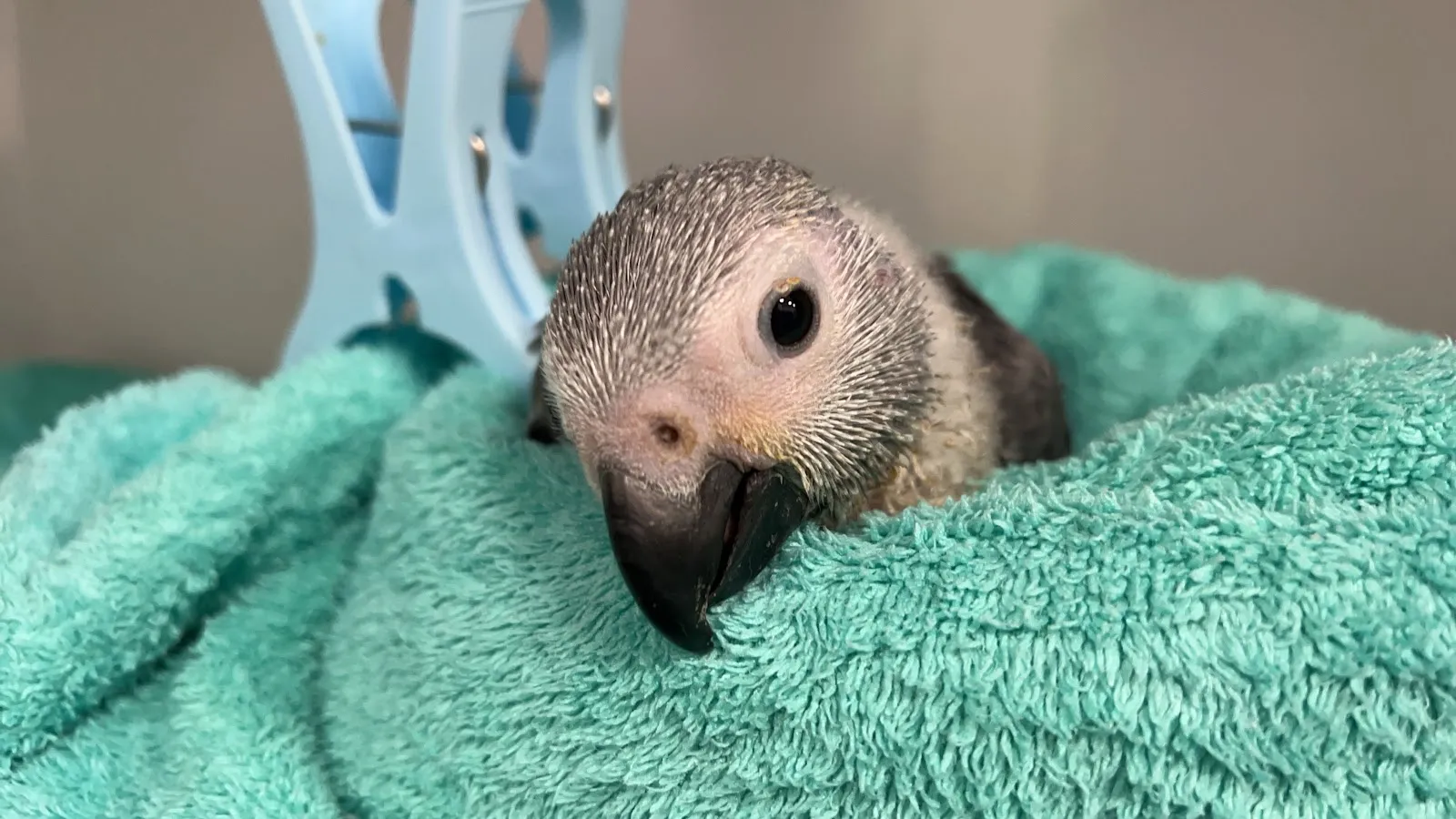 星羽動物醫院大寮分院