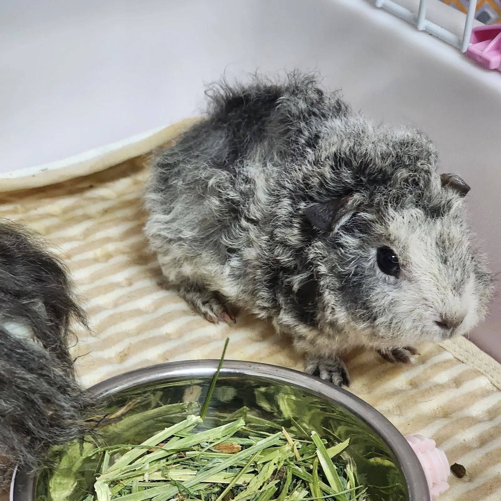 星羽動物醫院大寮分院