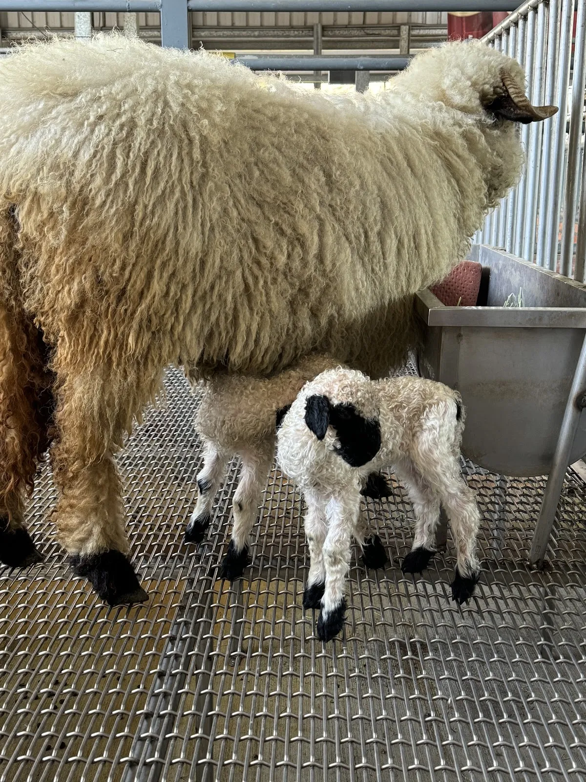 星羽動物醫院大寮分院