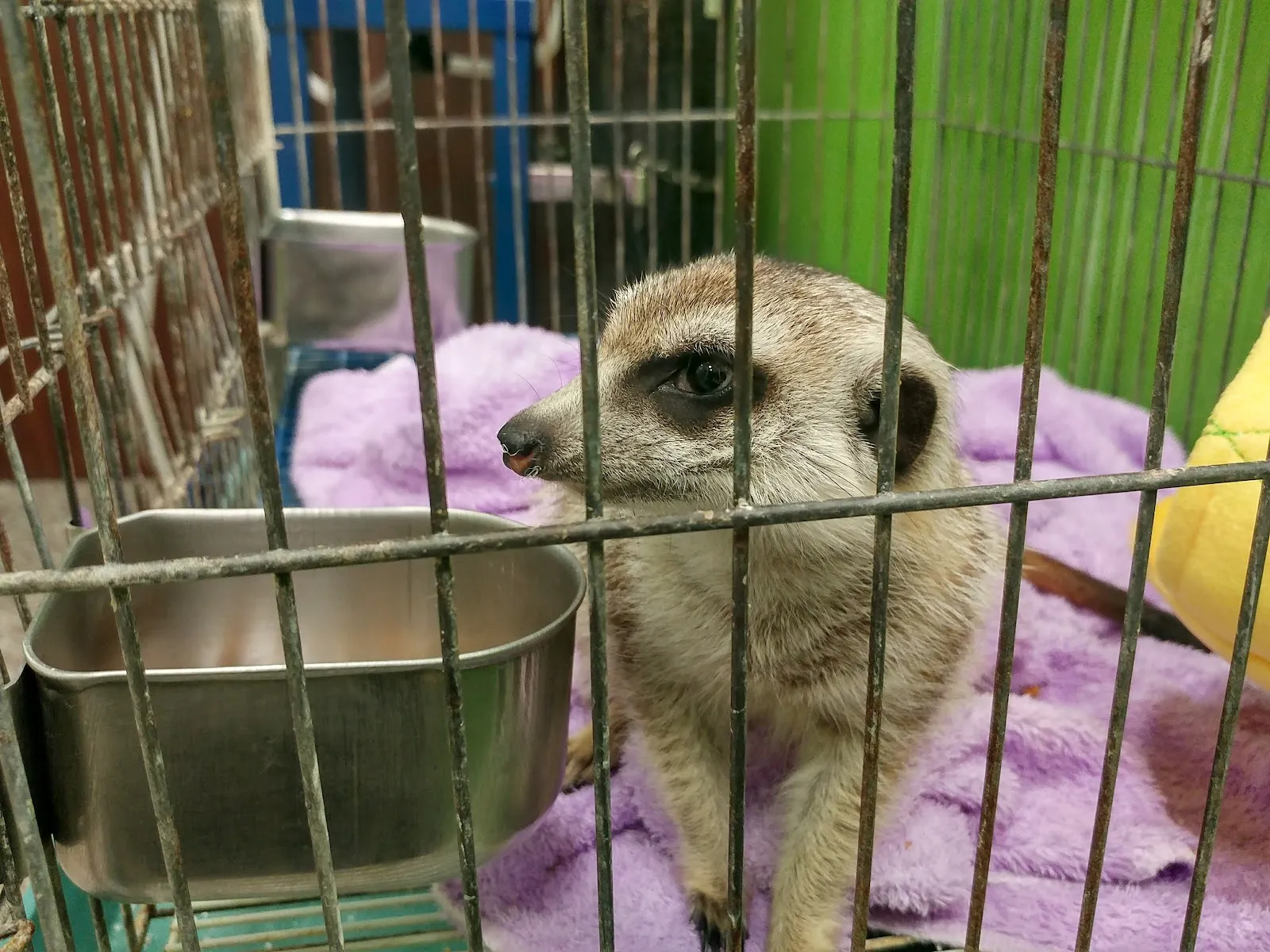 星羽動物醫院大寮分院