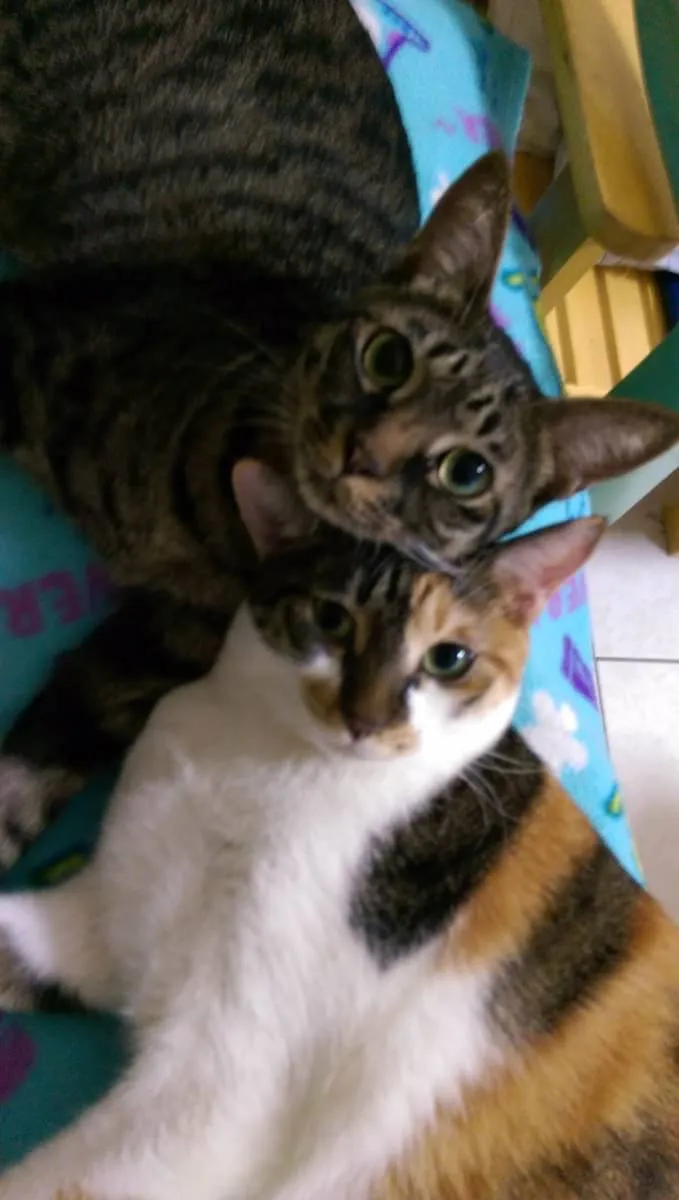 台大綜合動物醫院