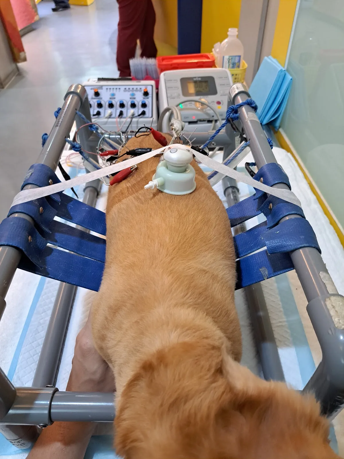 羅大宇動物醫院