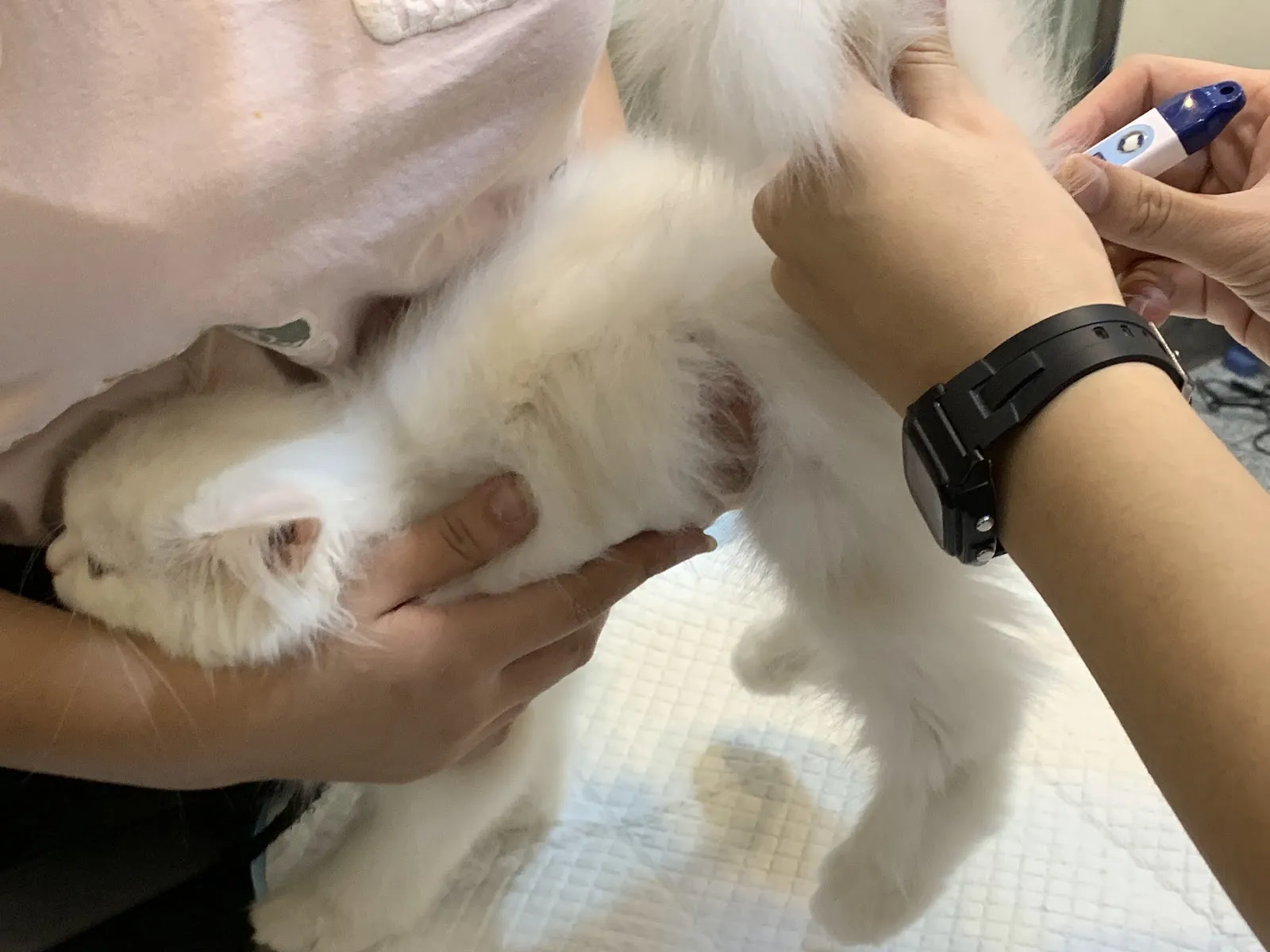 慈愛動物診所蘆竹分所