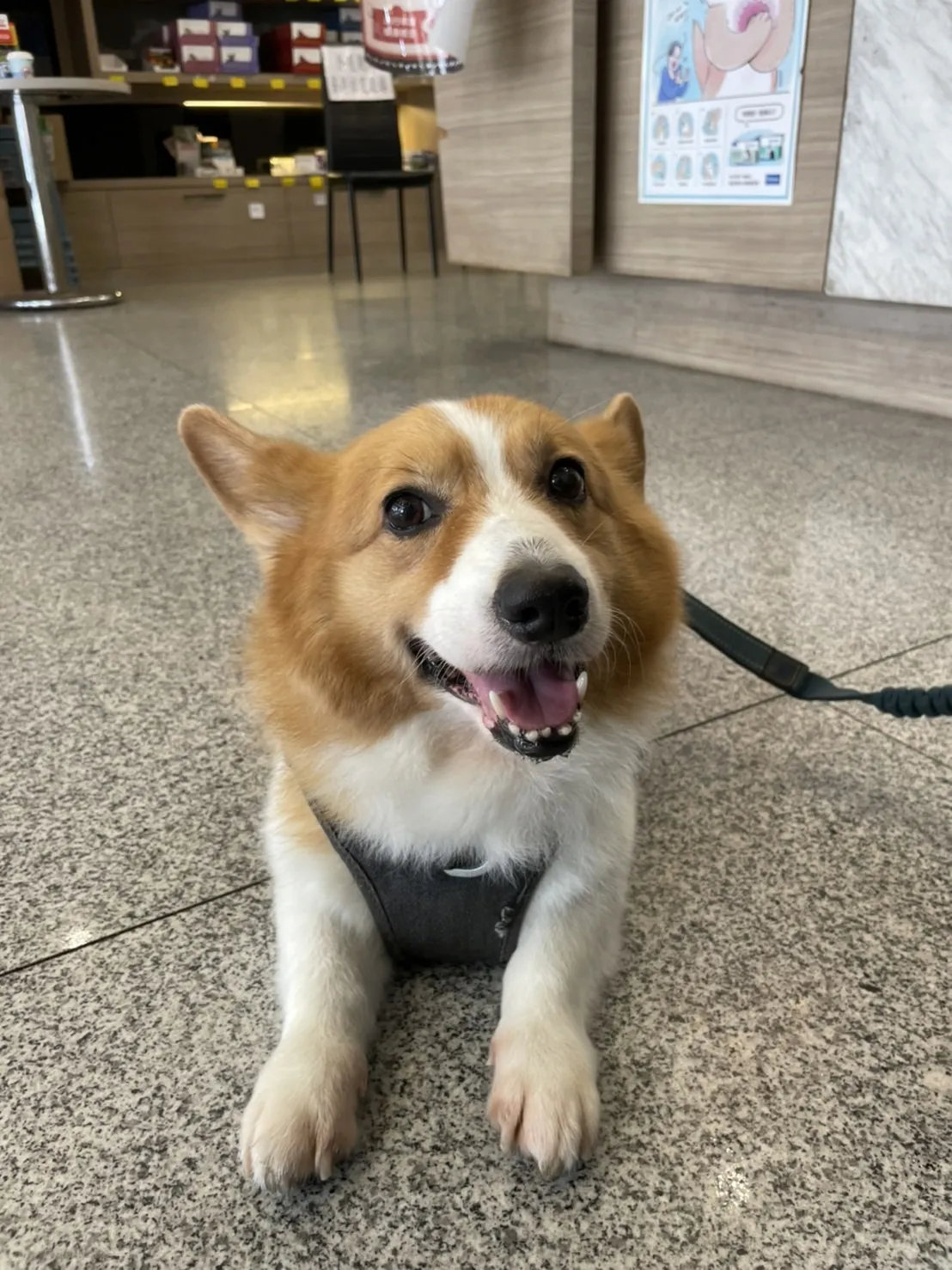 慈愛動物診所蘆竹分所