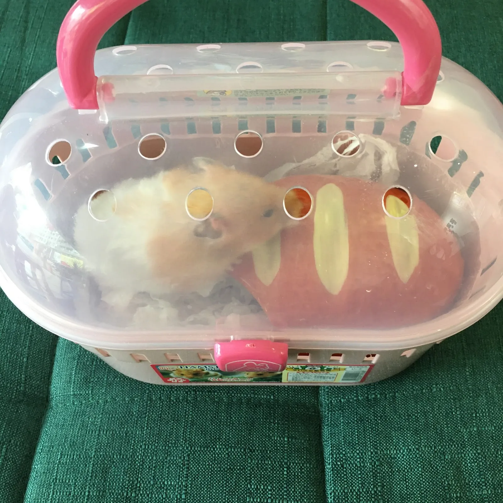 窩窩兔動物醫院