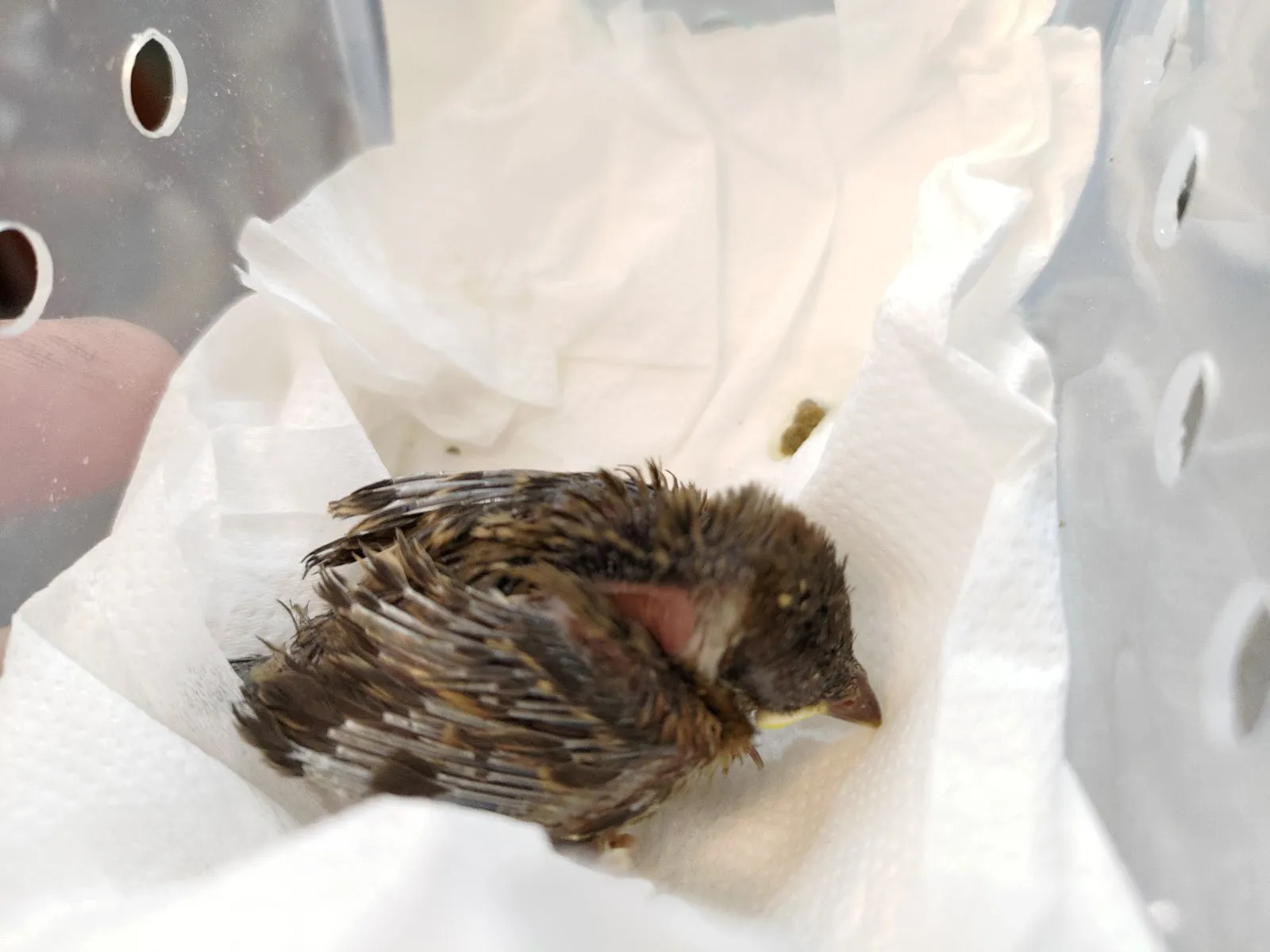 窩窩兔動物醫院