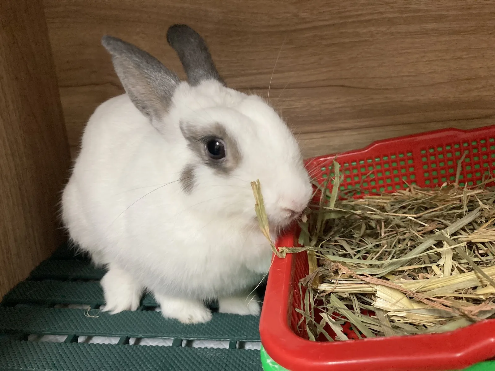 窩窩兔動物醫院