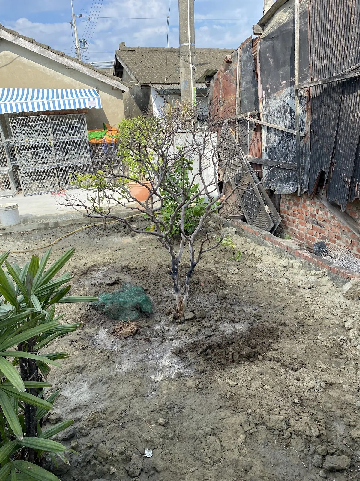 葛瑞斯動物醫院—官田分院